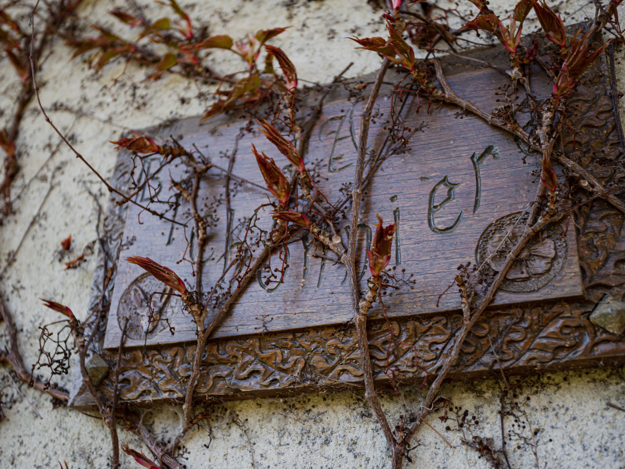 Les Jonquilles-Buiten