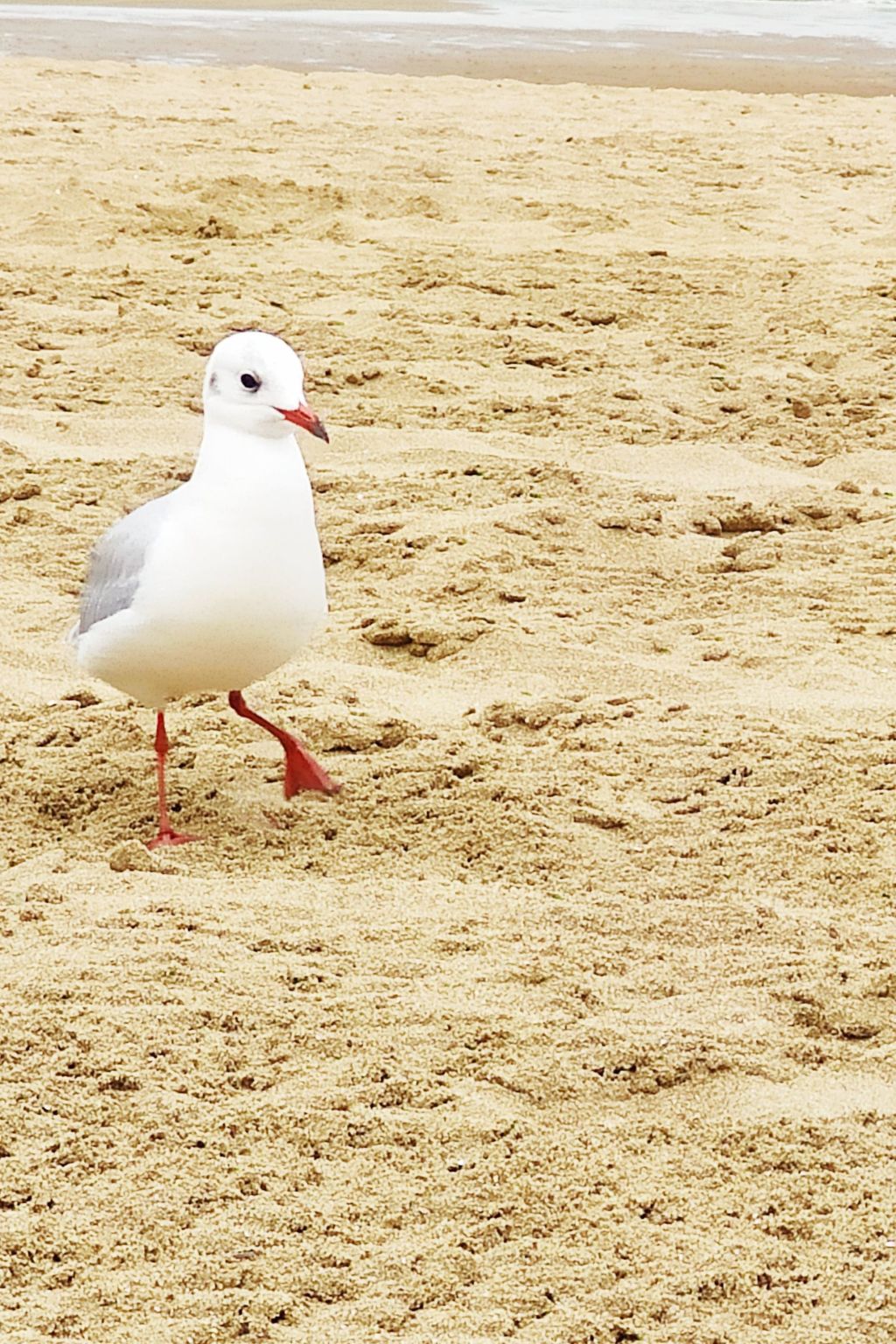 Unterkunft 4 Escapade Normande Les Althéas-Binnen