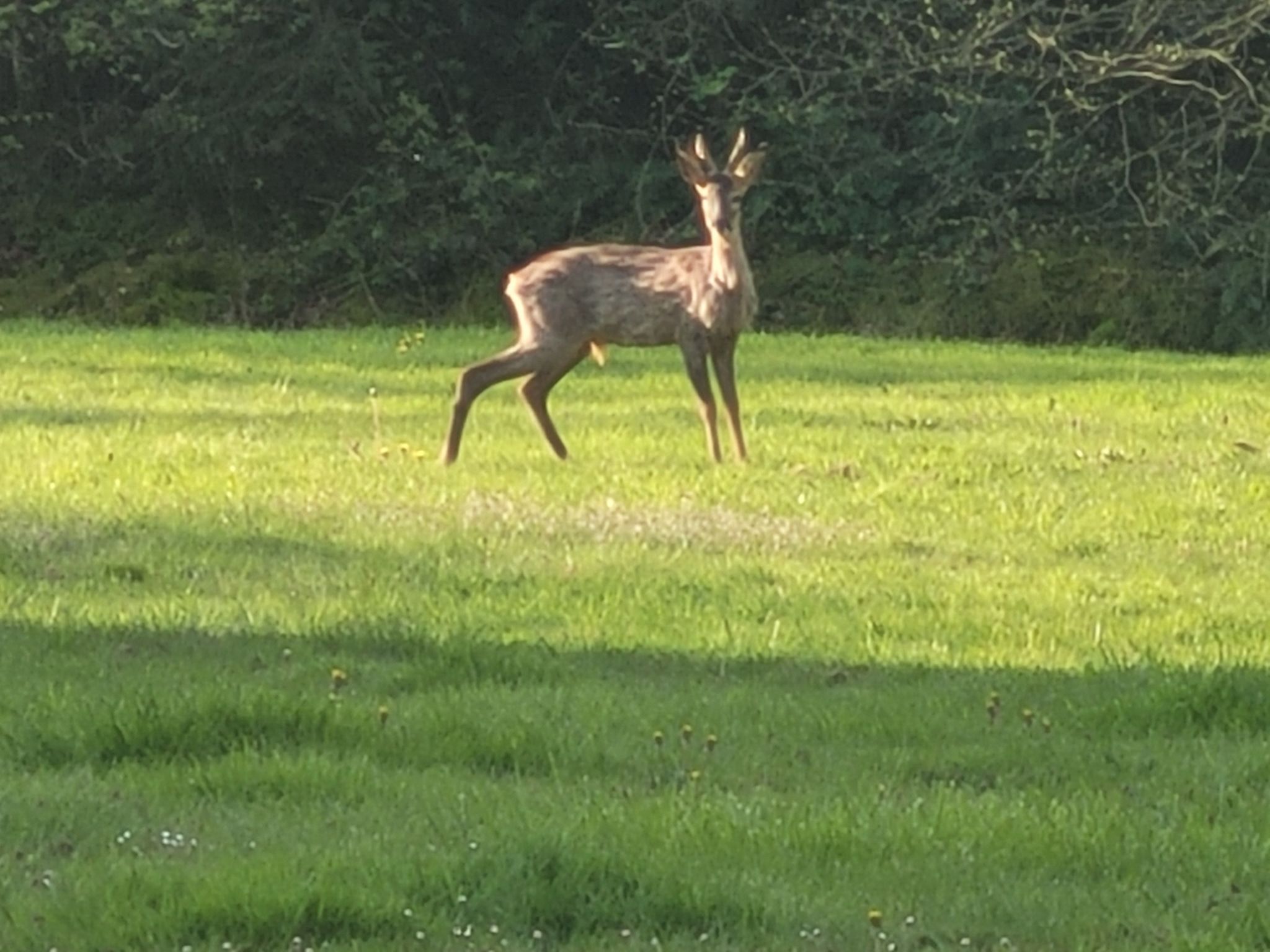 Renoviertes Ferienhaus in der Nähe von Cabourg-Deauville-Lisieux