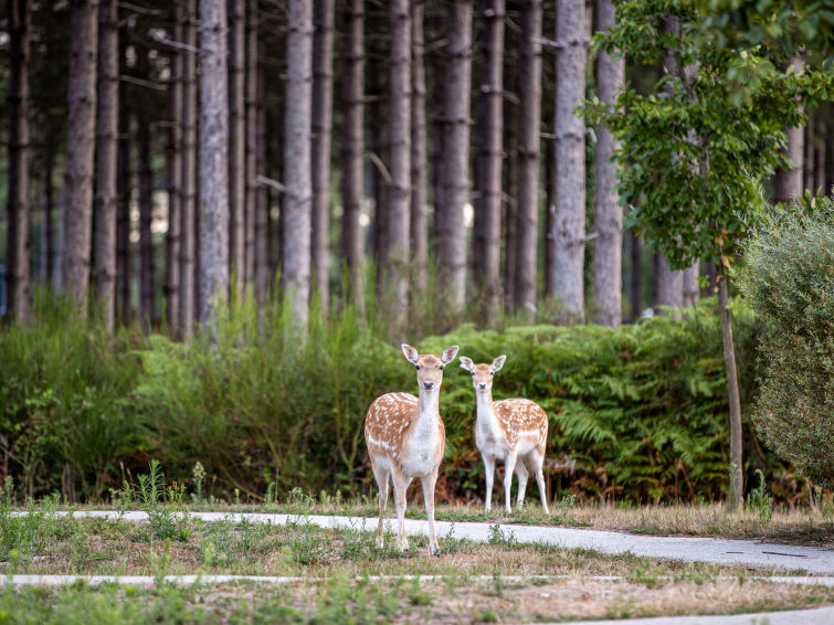 Park Le Bois aux Daims