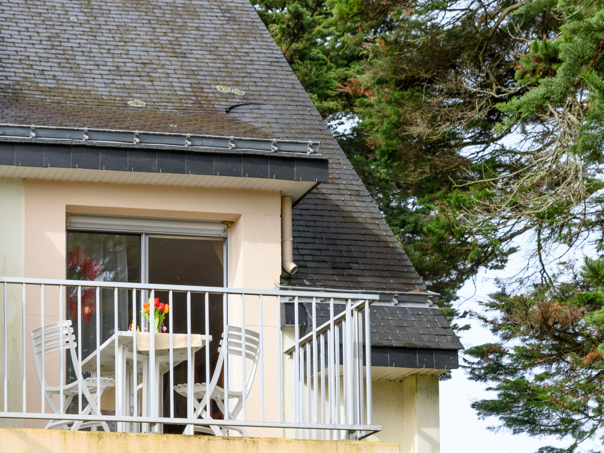 Photo of Rose des Vents