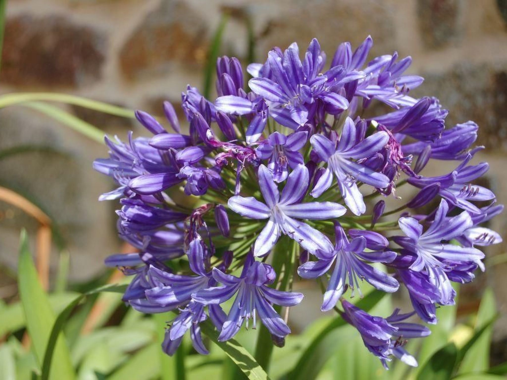 Wunderschönes Haus mit Garten in Lézardrieux-Binnen