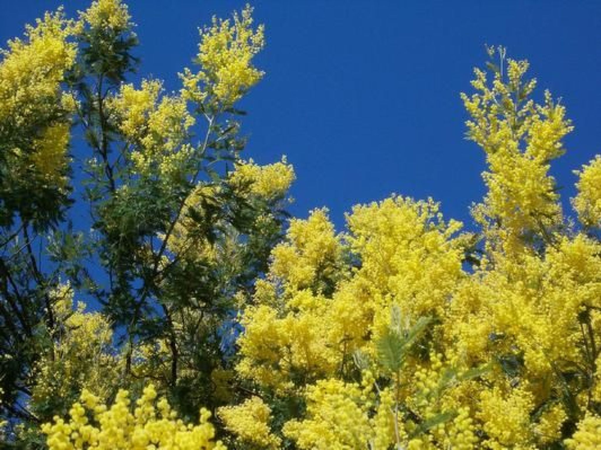 Komforthaus mit Traumgarten und Meerblick-Binnen