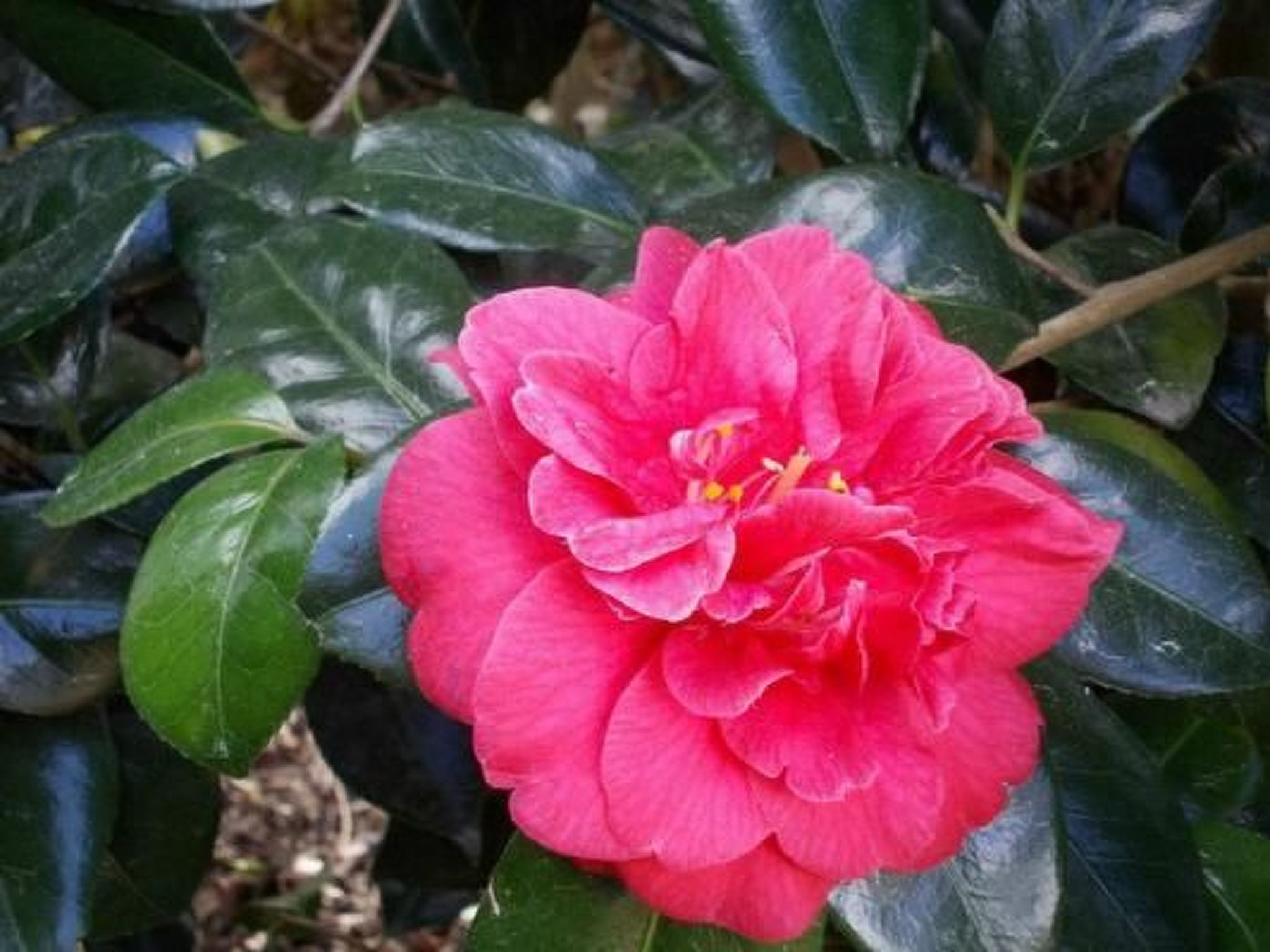 Komforthaus mit Traumgarten und Meerblick-Binnen