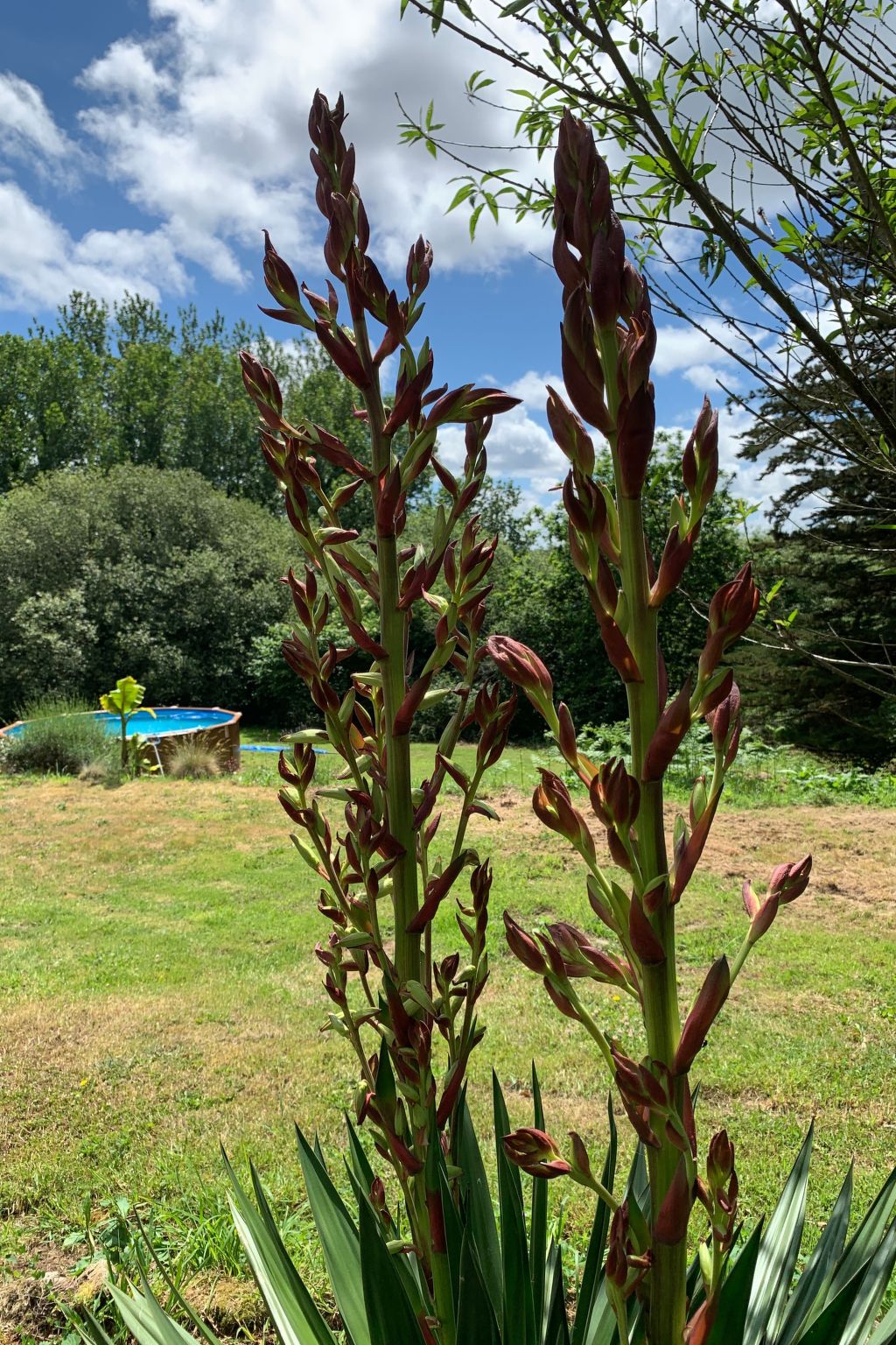 Ty Morgane-Typisch bretonisches Bauernhaus mit Pool-Buiten