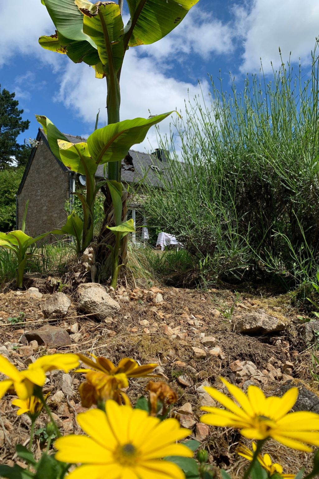 Ty Morgane-Typisch bretonisches Bauernhaus mit Pool-Buiten