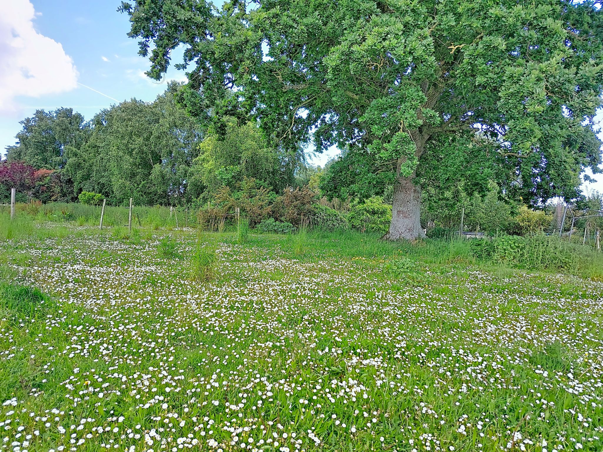 Les Cerisiers - Dehors