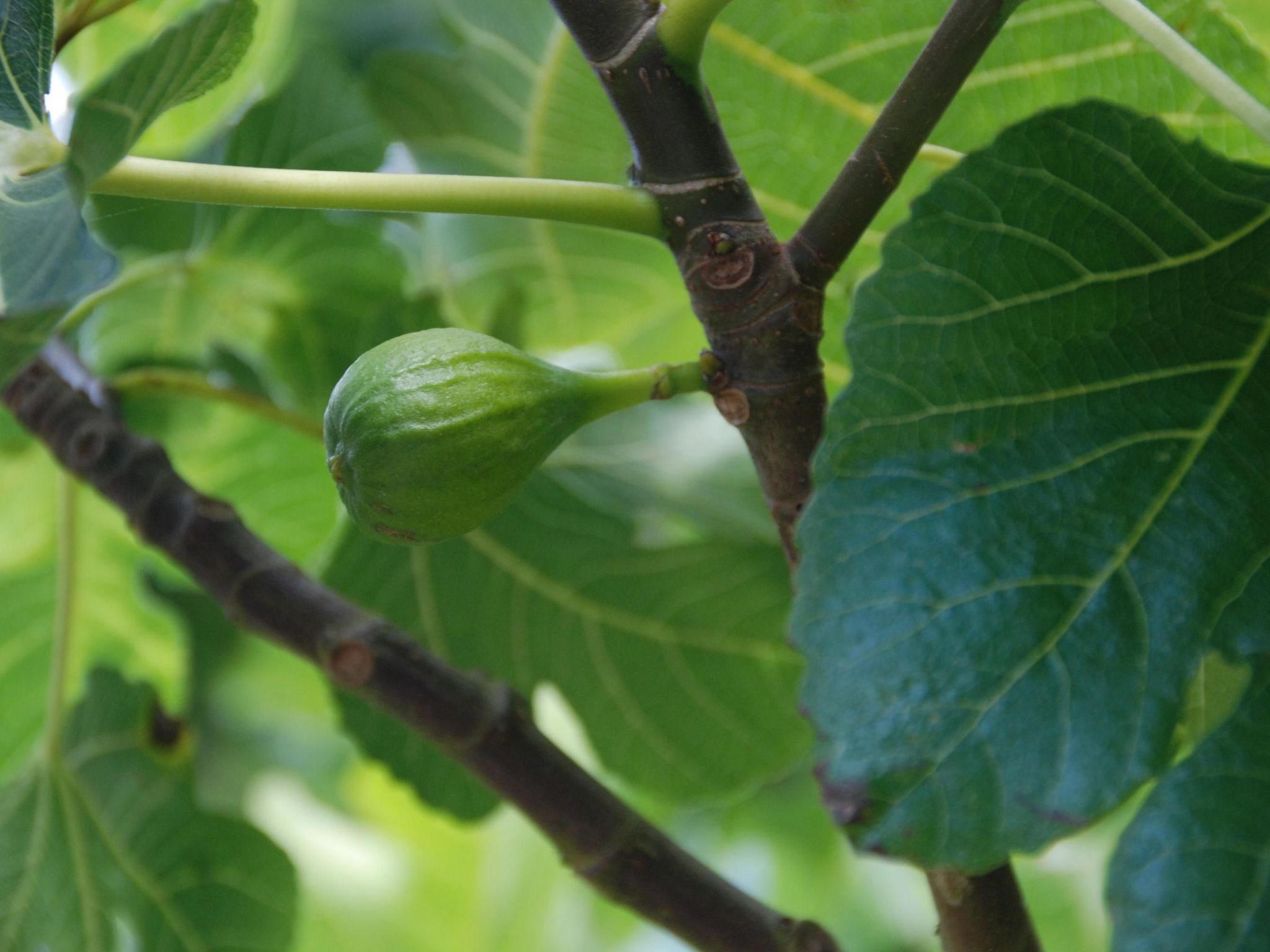 Villa mit großem Grundstück direkt am Mer-Inside