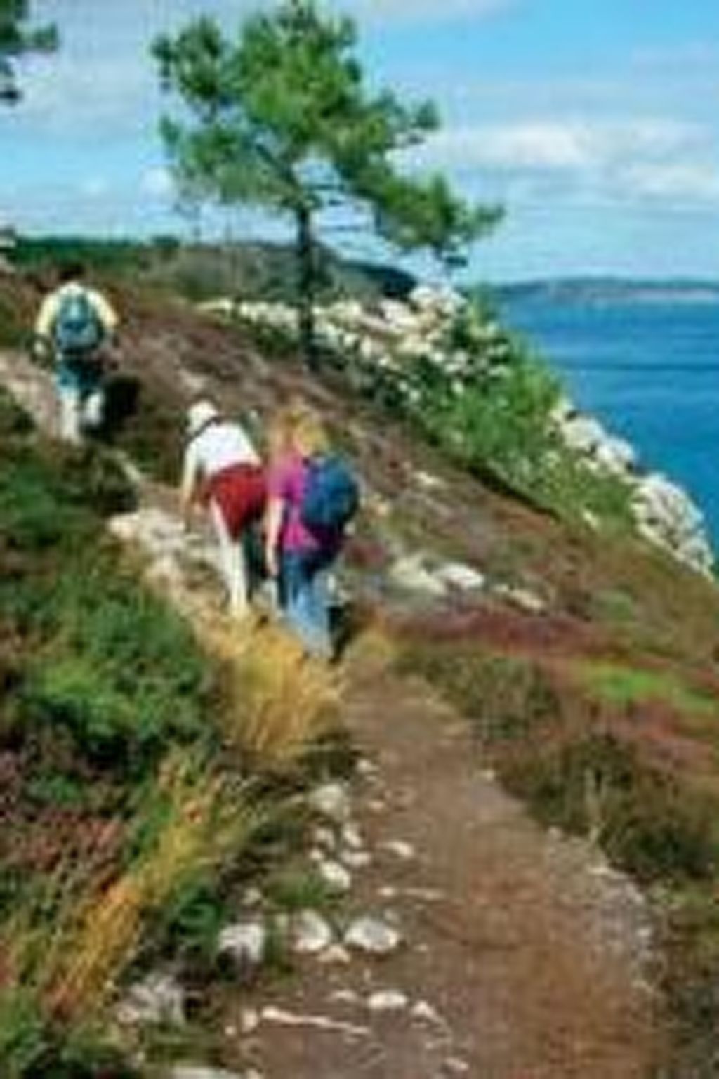 Photo of "Les Hortensias" (Die Hortensien)