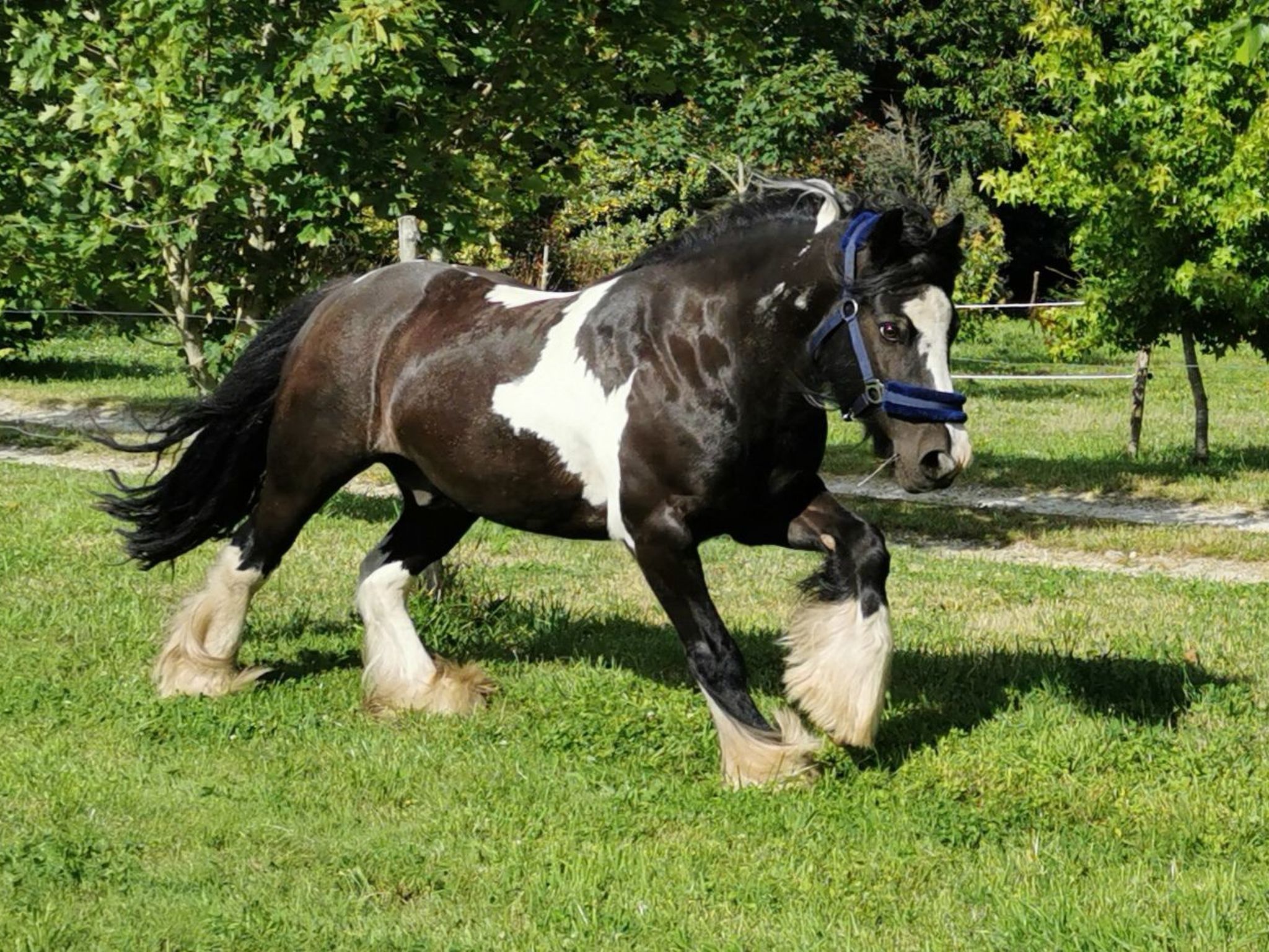 Pleine Nature in der Bretagne-Image-tags.info