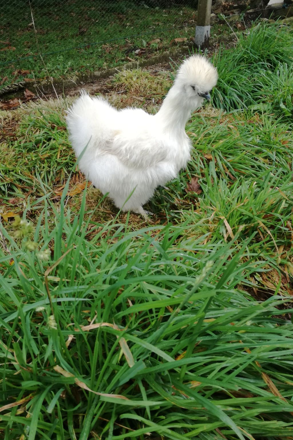 Pleine Nature in der Bretagne-Image-tags.info