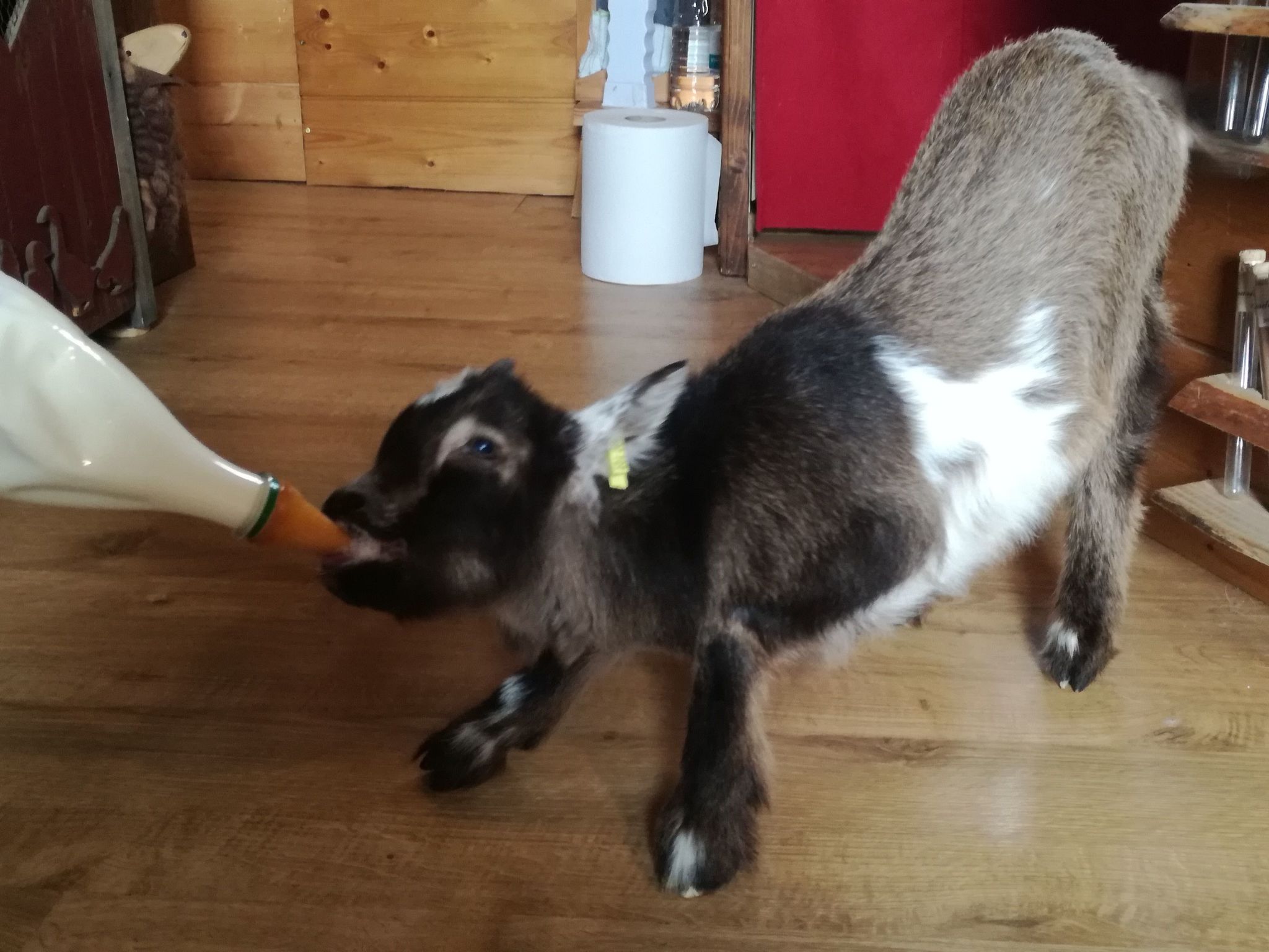 Pleine Nature in der Bretagne-Image-tags.info