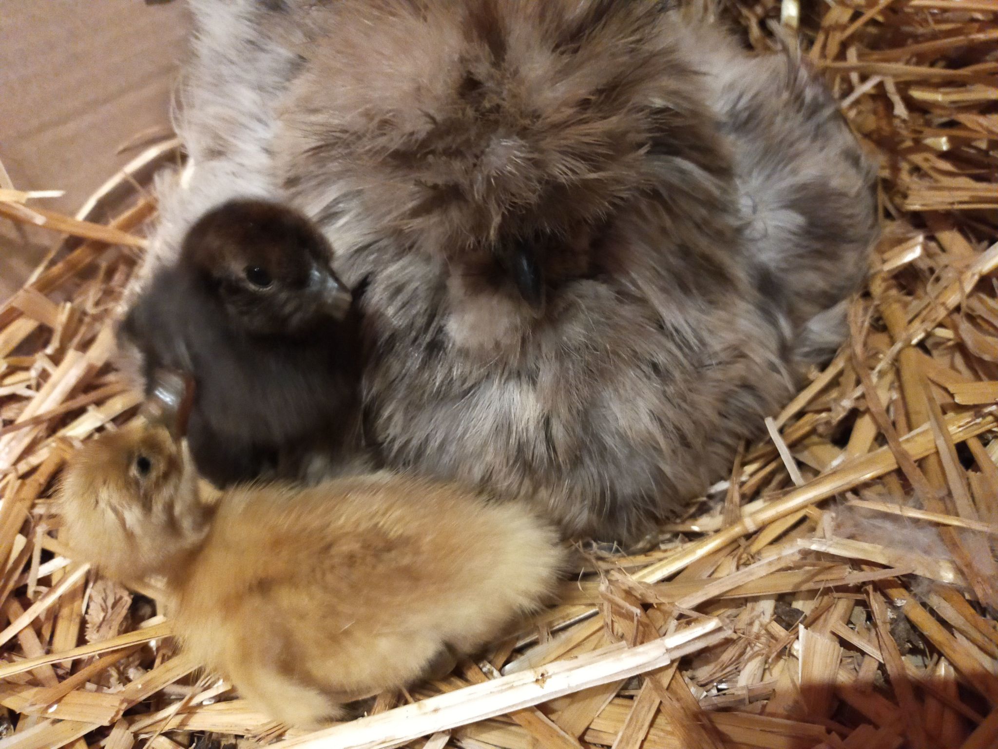 Pleine Nature in der Bretagne-Image-tags.info