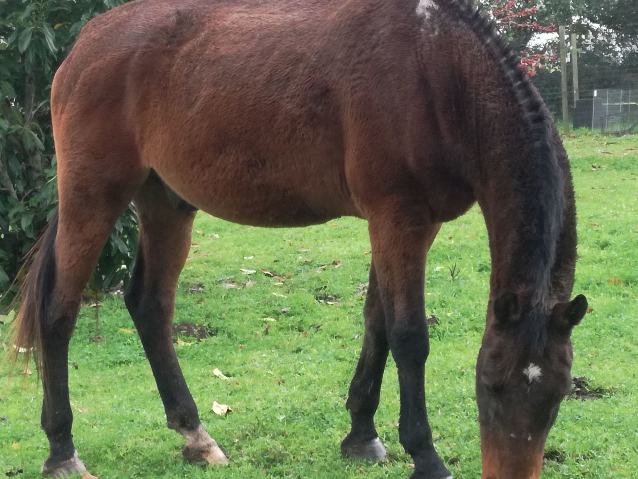 Pleine Nature in der Bretagne-Image-tags.info