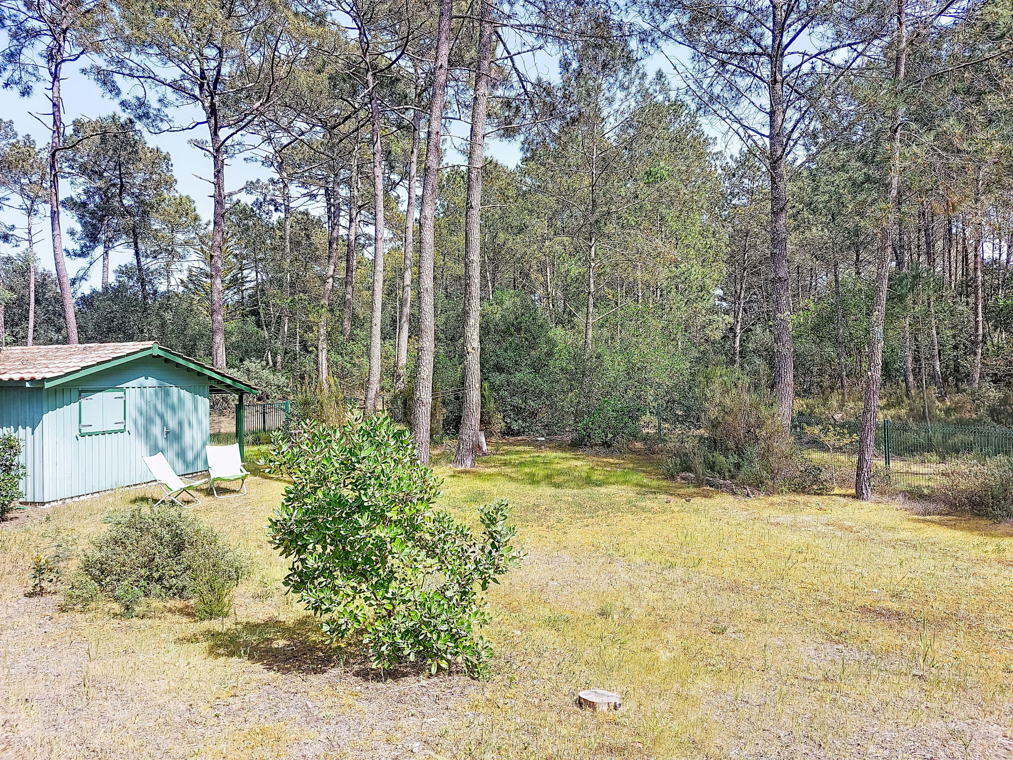 Hibiscus 10 - Draußen