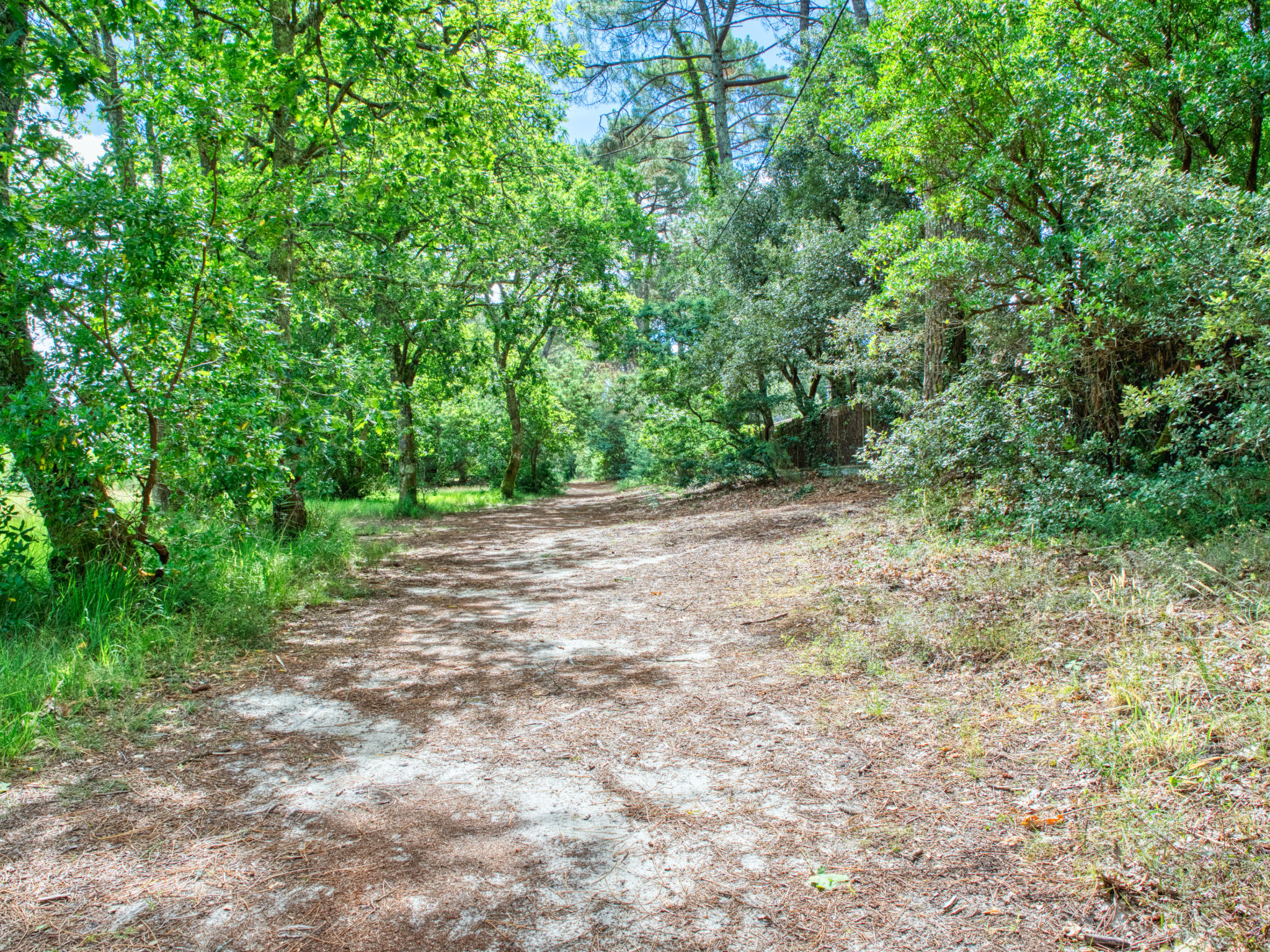 Hibiscus 10 - Umgebung