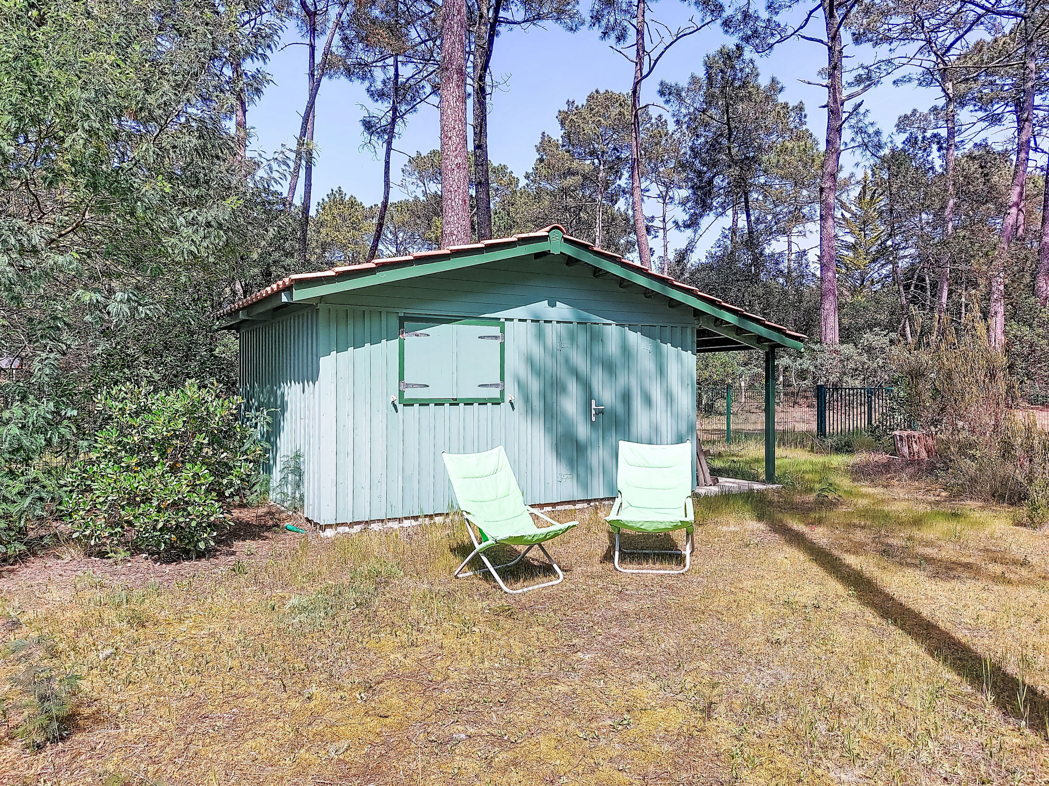 Hibiscus 10 - Draußen