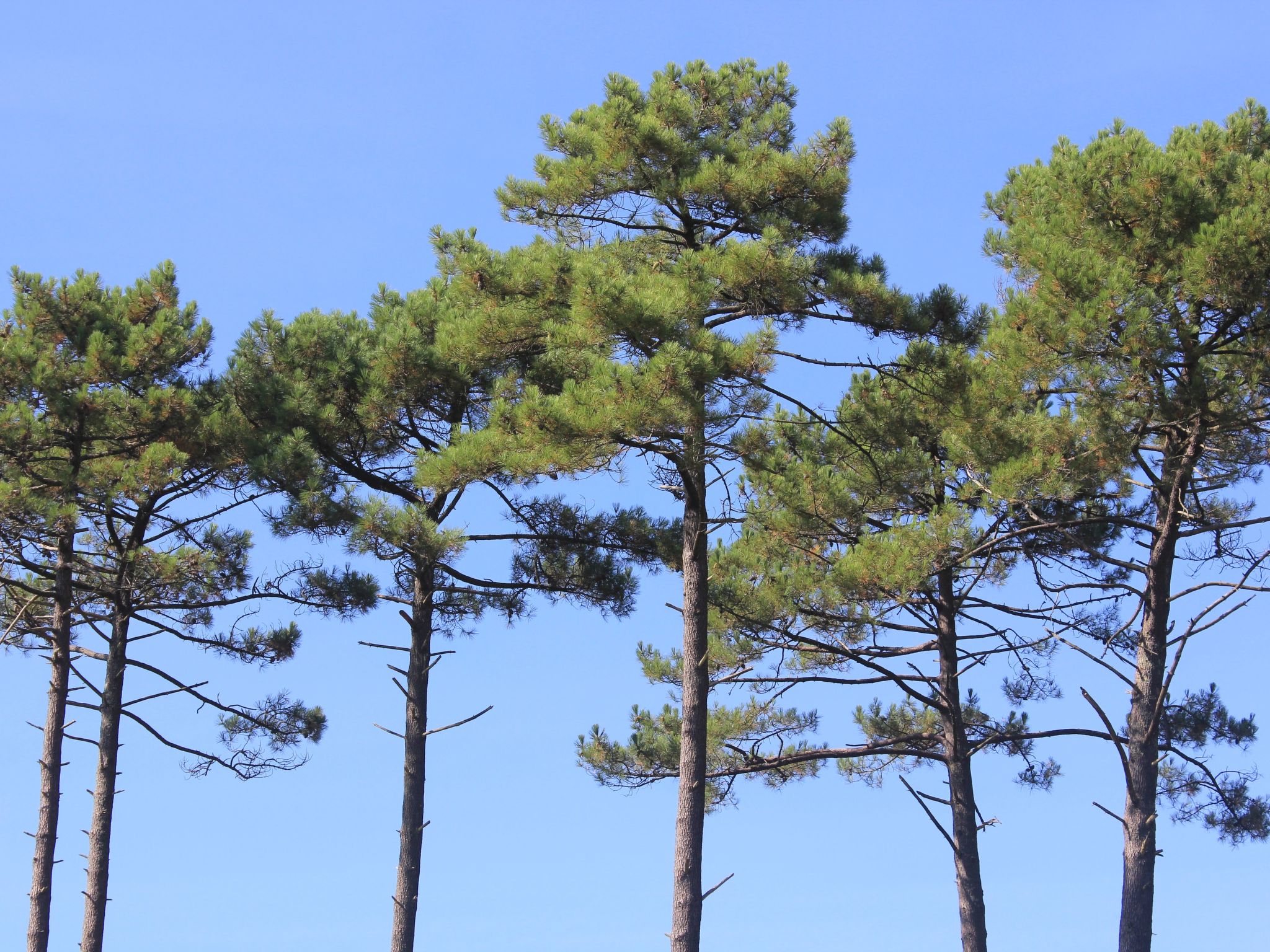 Villa "La Belle Vie"-Dehors