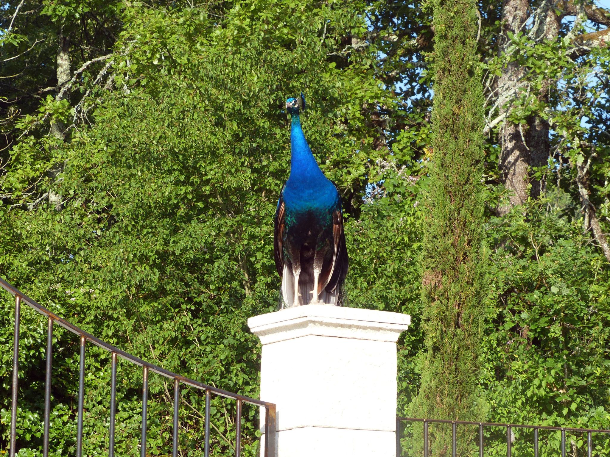 La Ferme des Paons-Binnen