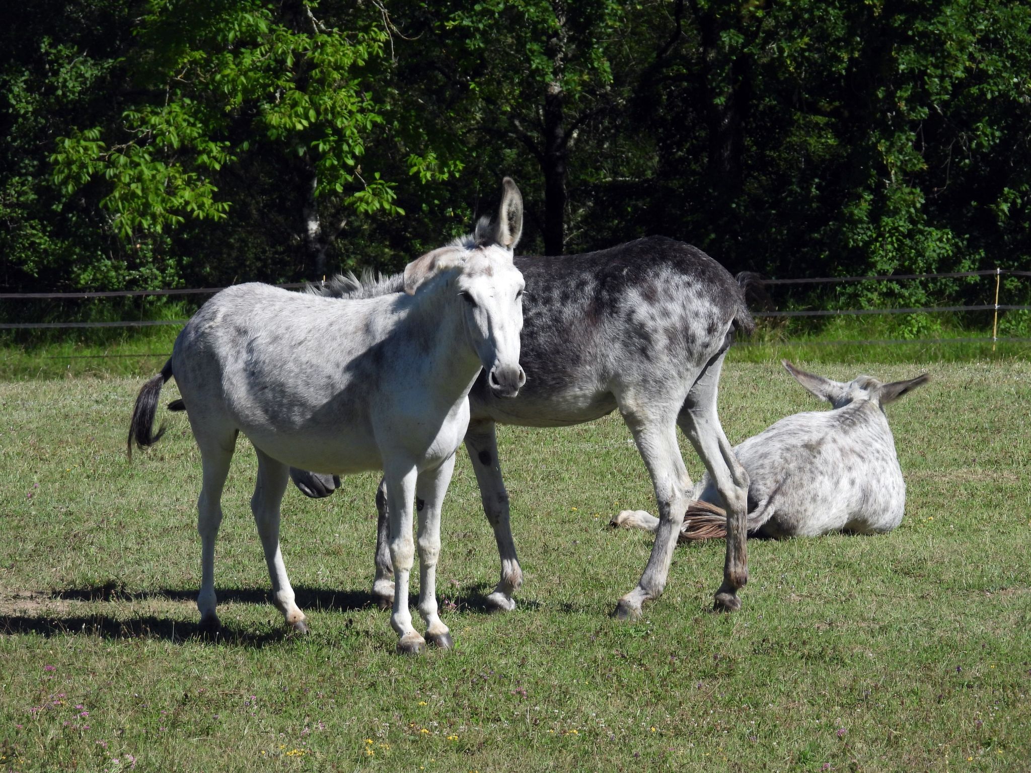 La Ferme des Paons-Binnen