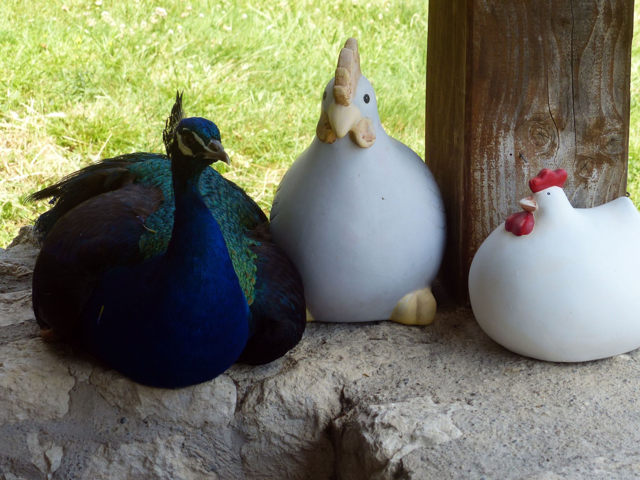 La Ferme des Paons-Binnen