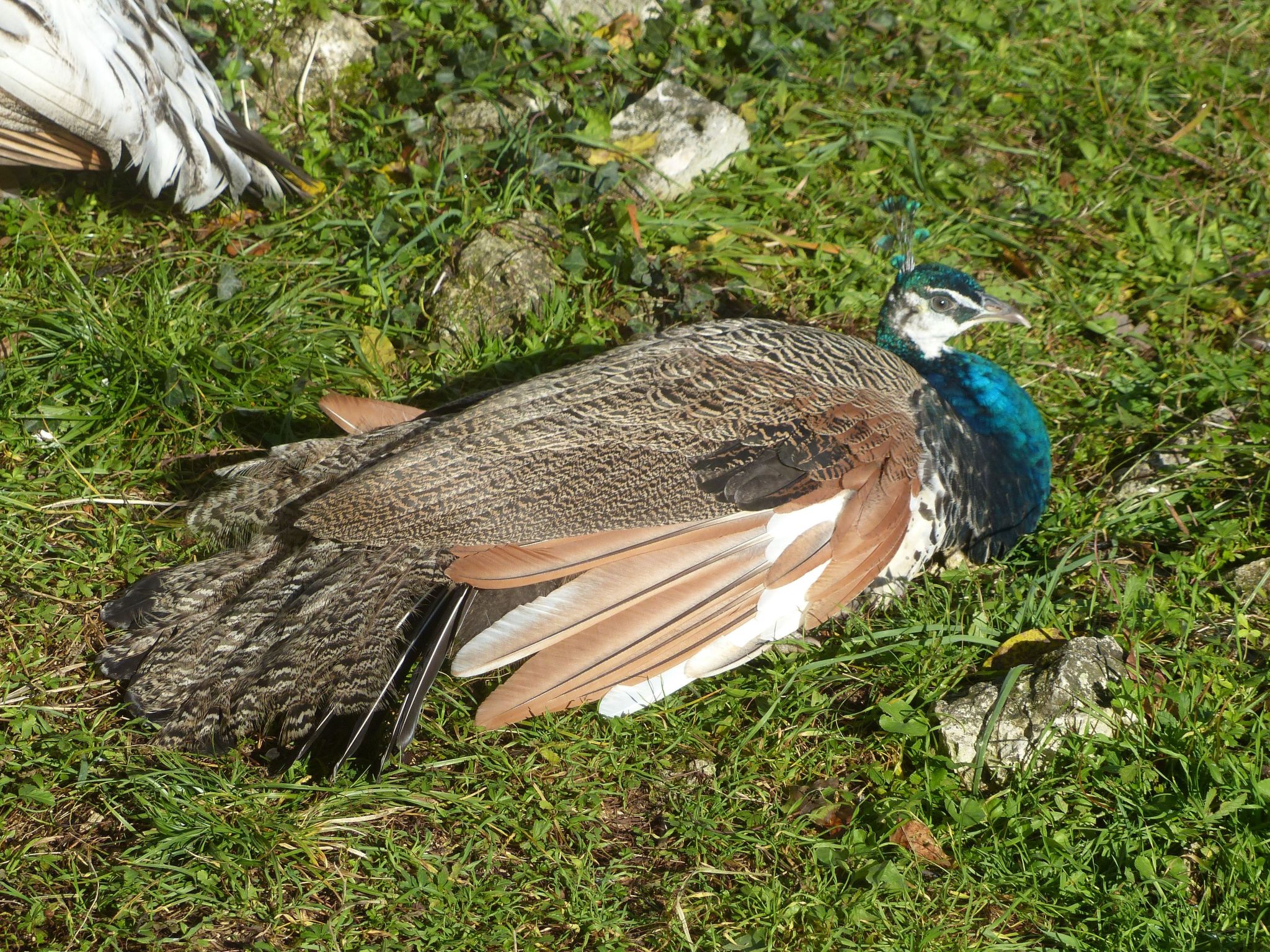 La Ferme des Paons-Binnen
