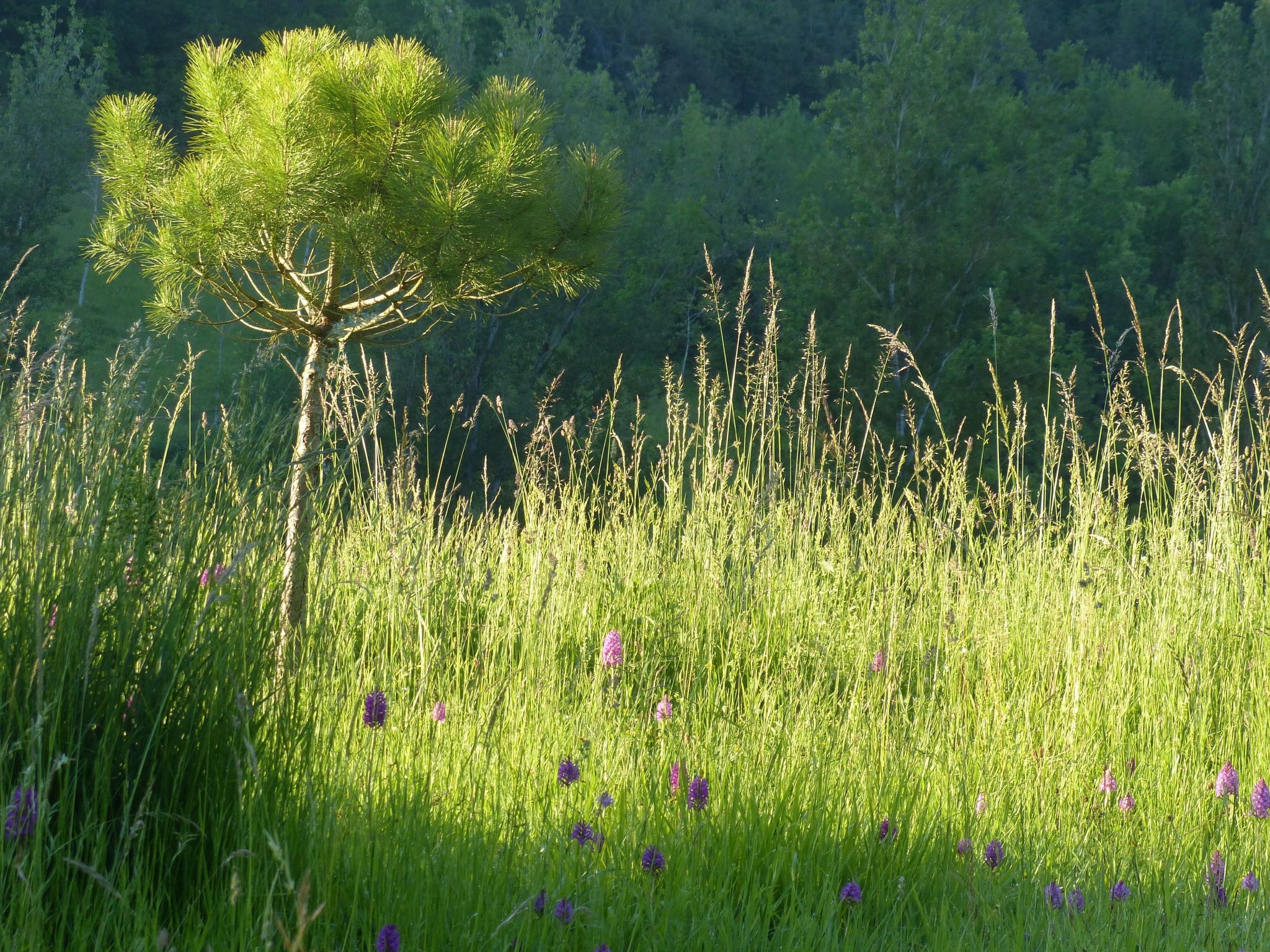 La Ferme des Paons-Binnen