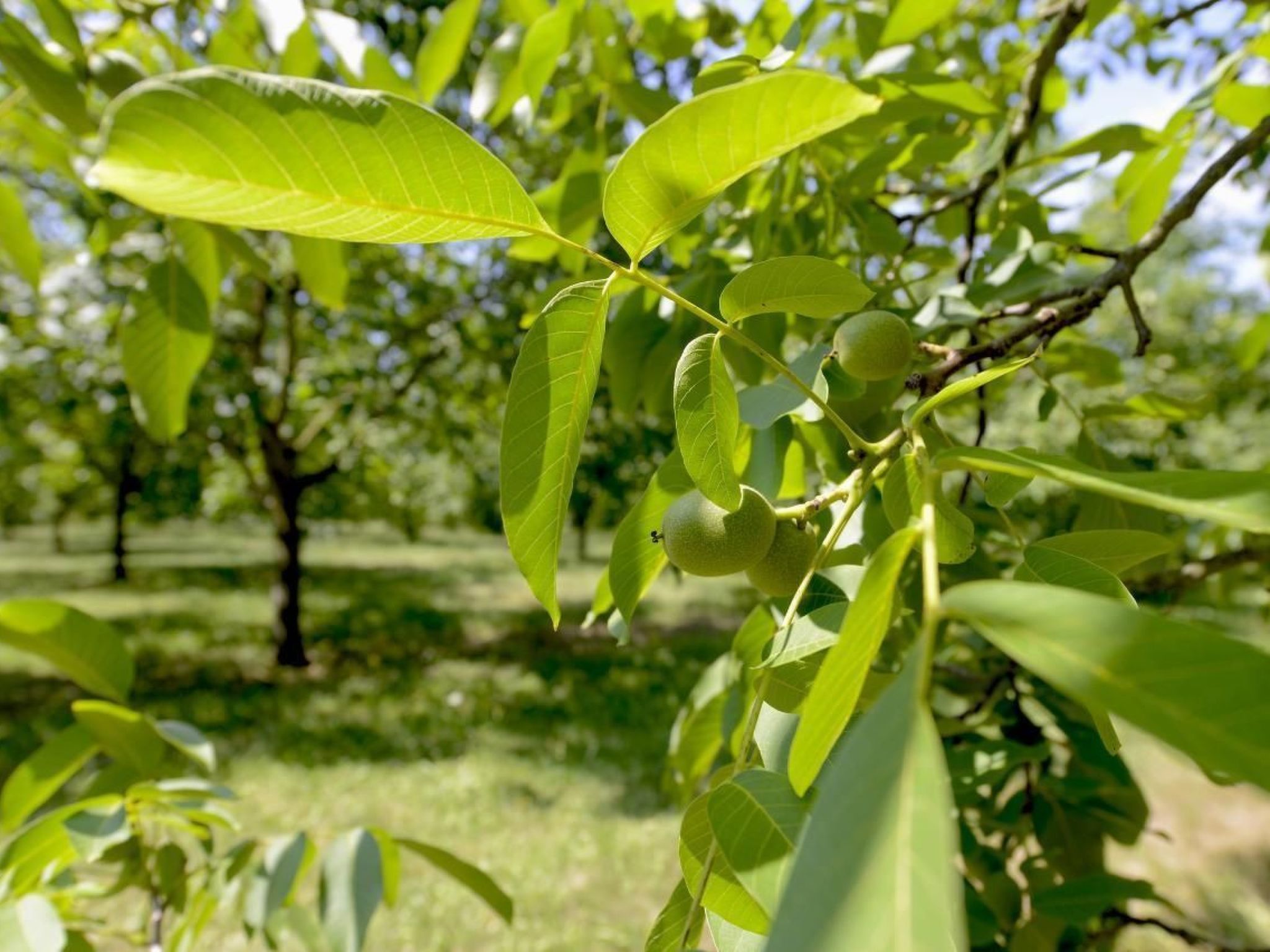 Villa DUXCAAR Beaum.-Binnen
