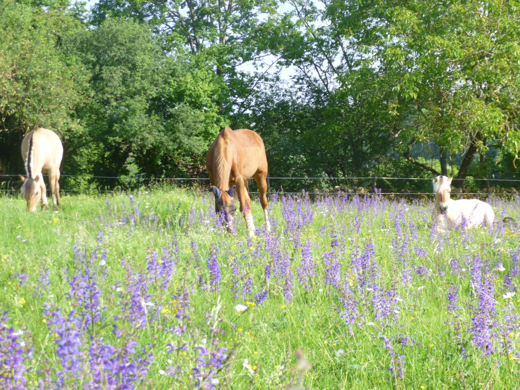 Haus mit Charme Komfort Ruhe Privatpool-Binnen