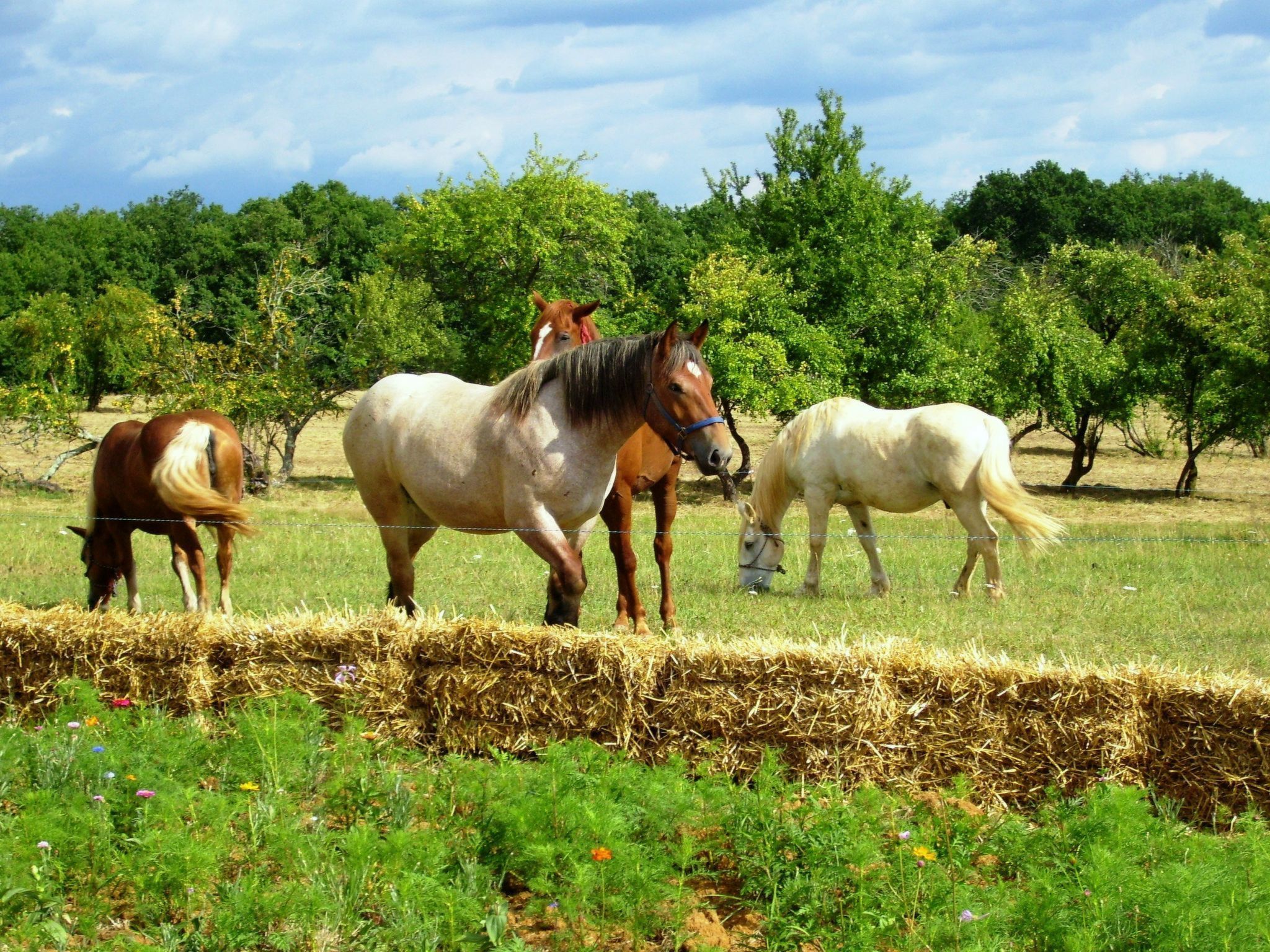 Feriendorf im Périgord - Villa 4-6 pers.-Image-tags.info