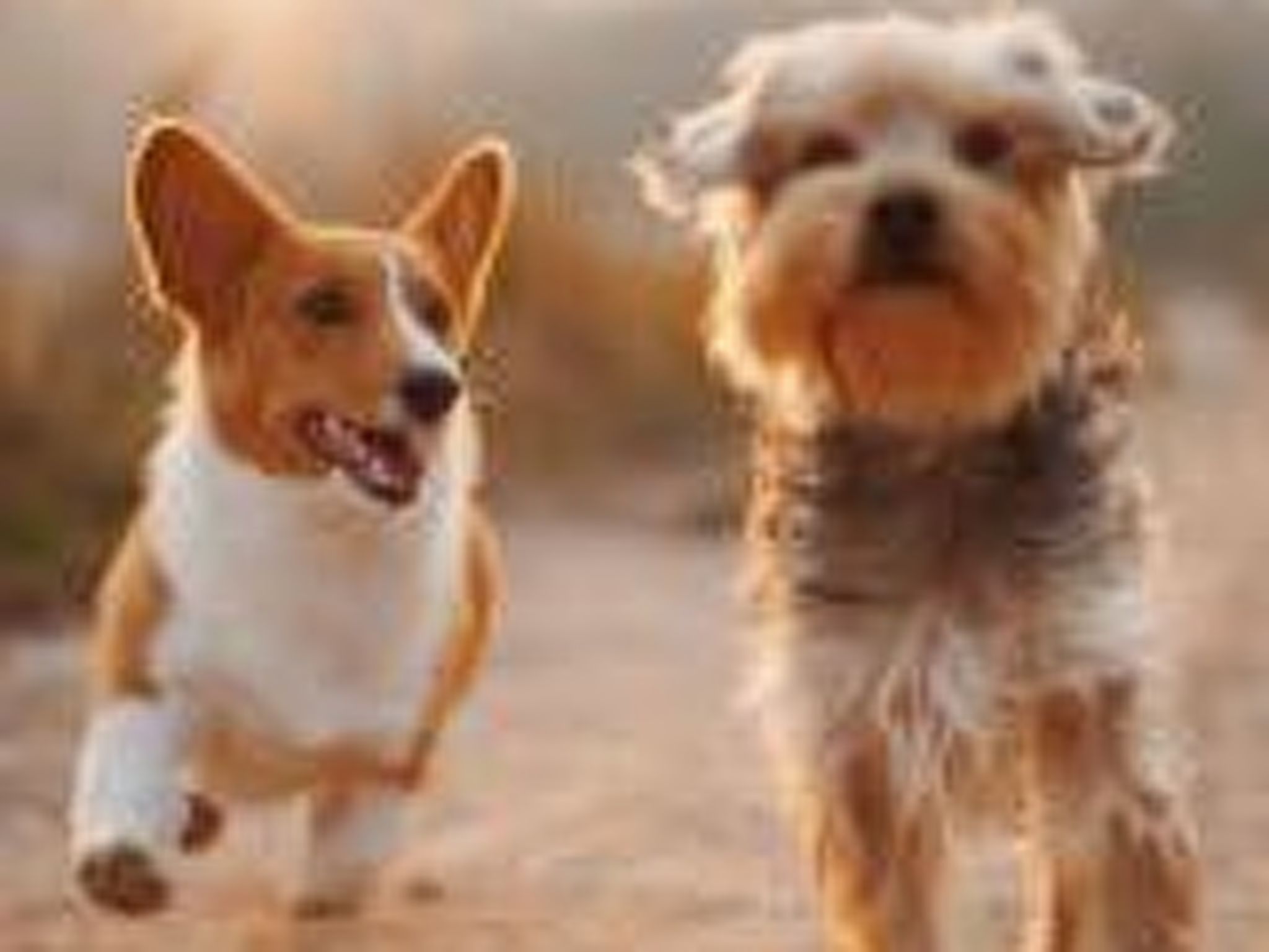 Haus freistehend Sonne Bett 160cm Patio billig-Dedans