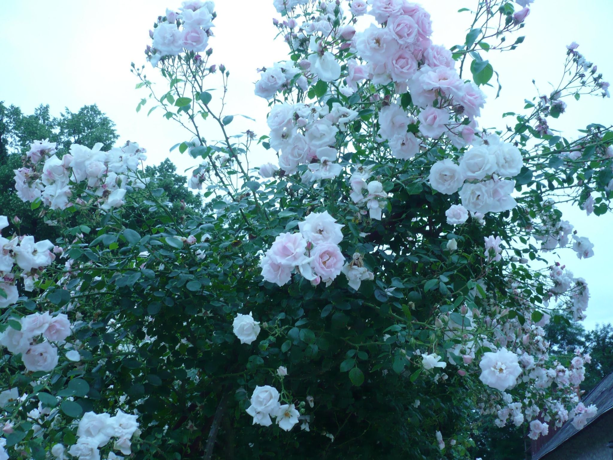 Haus freistehend Sonne Bett 160cm Patio billig-Binnen