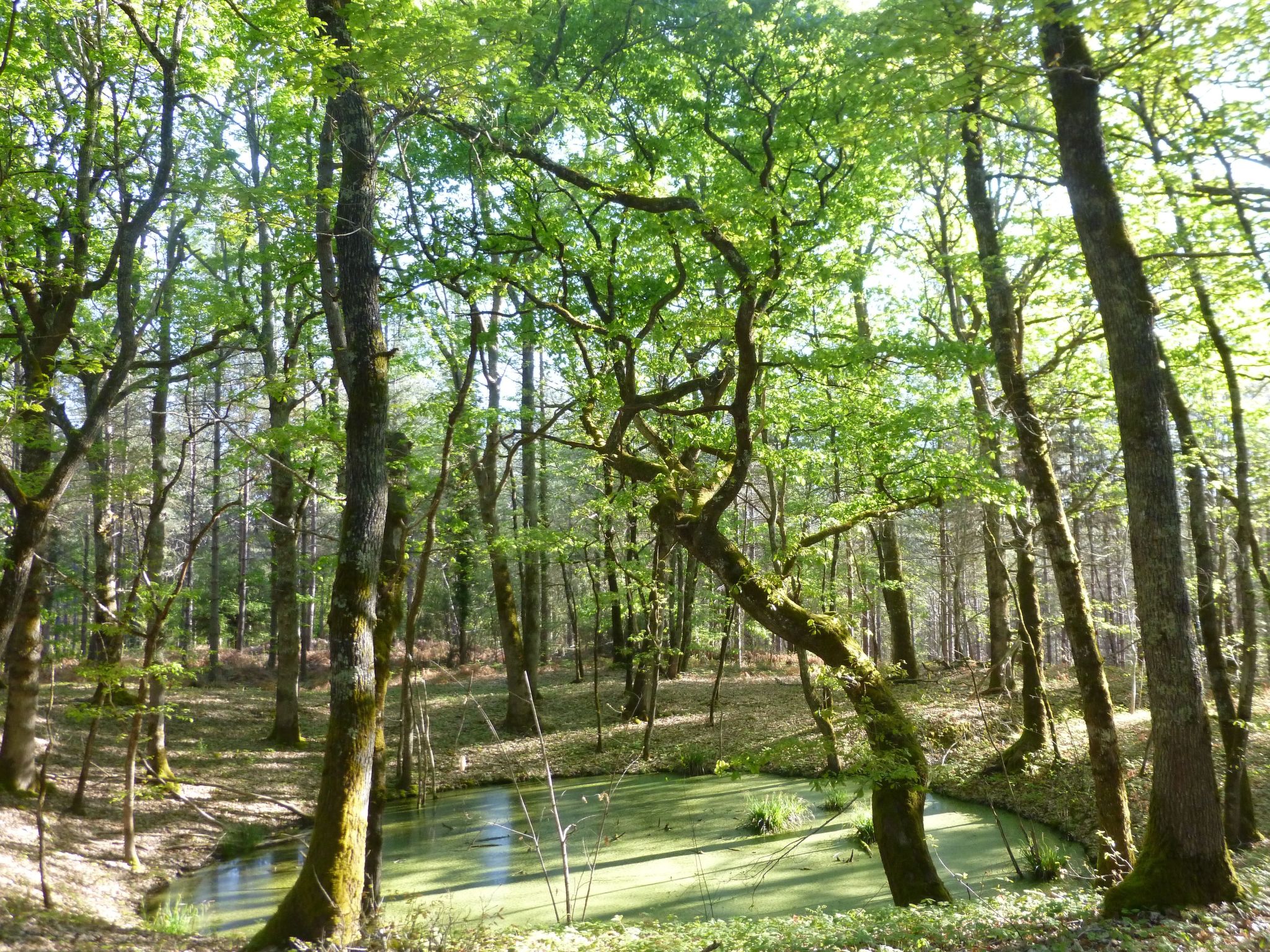 Fachwerkhaus "gitealienor perigord"-Binnen