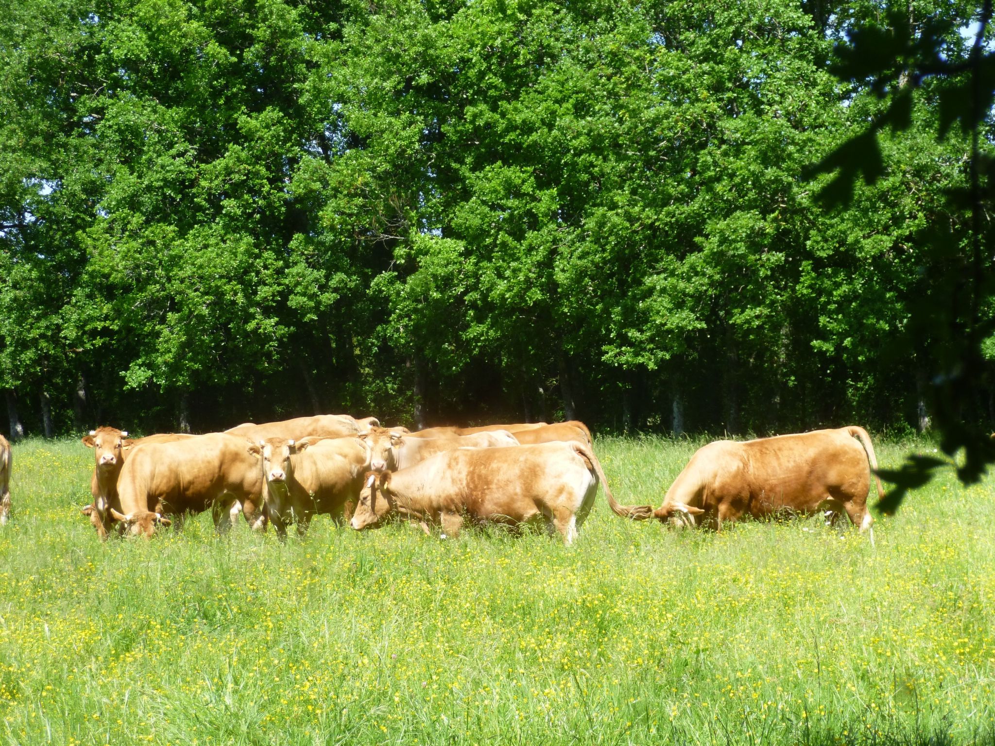 Fachwerkhaus "gitealienor perigord"-Binnen