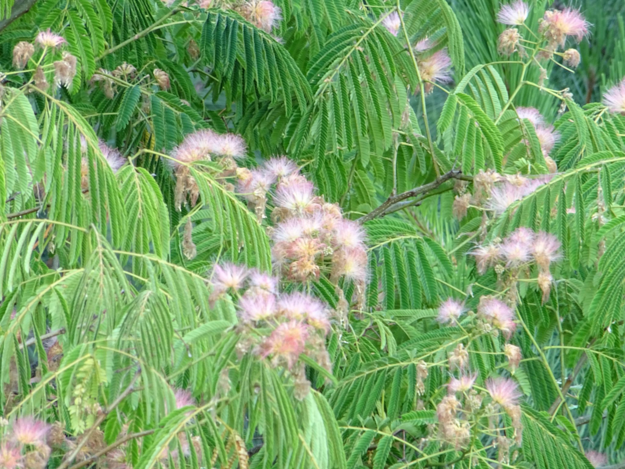 Klimatisiertes Ferienhaus mit Pool-Binnen