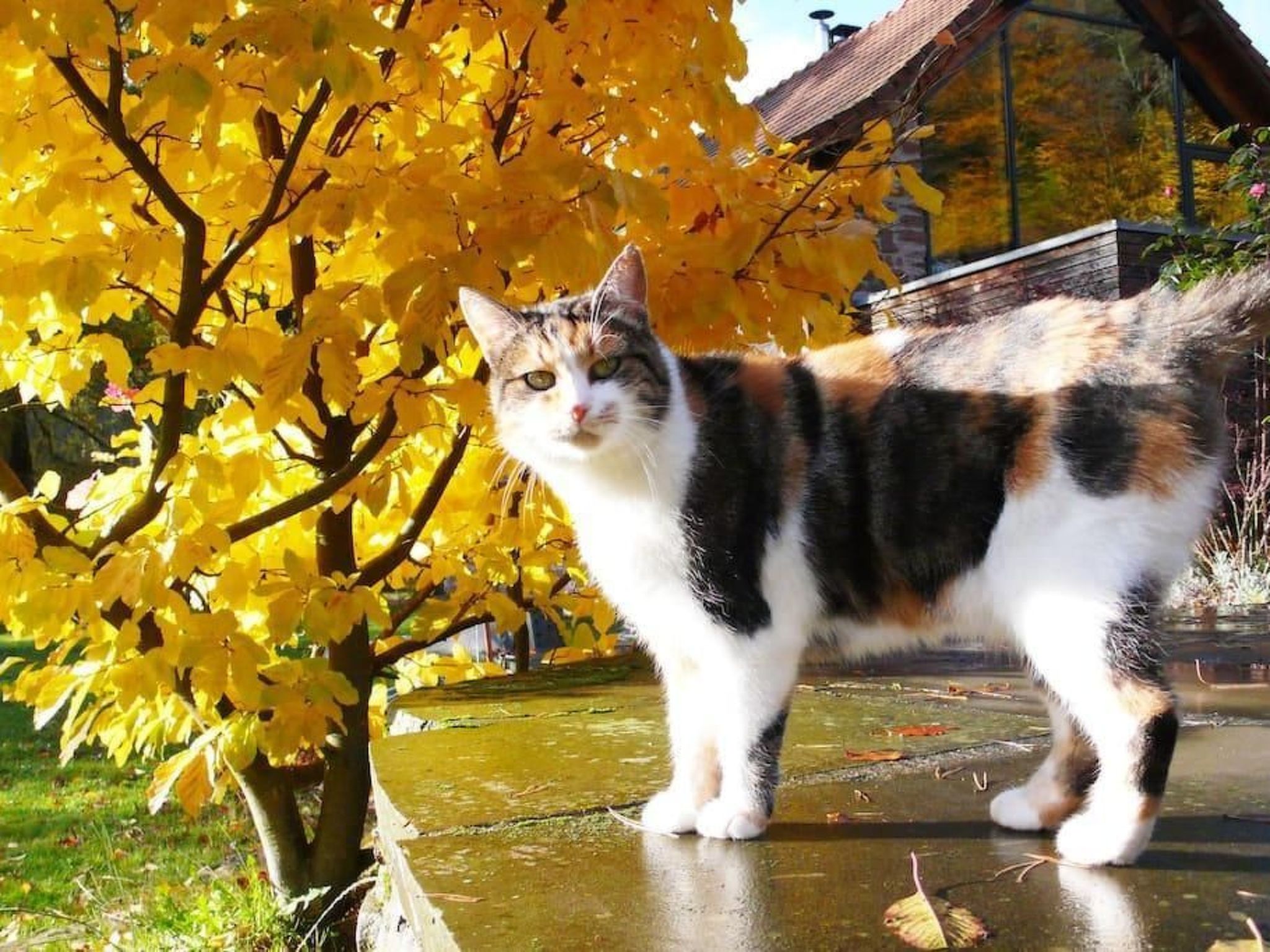 In Walscheid mit Terrasse, Grill-Binnen