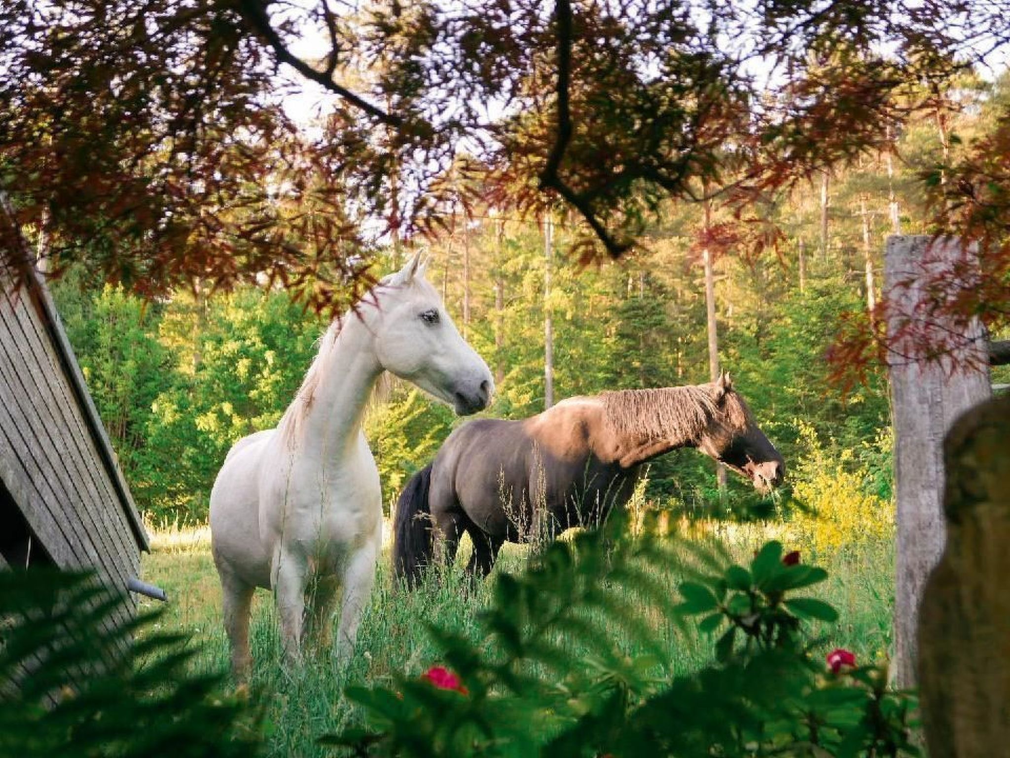 In Walscheid mit Terrasse, Grill-Binnen