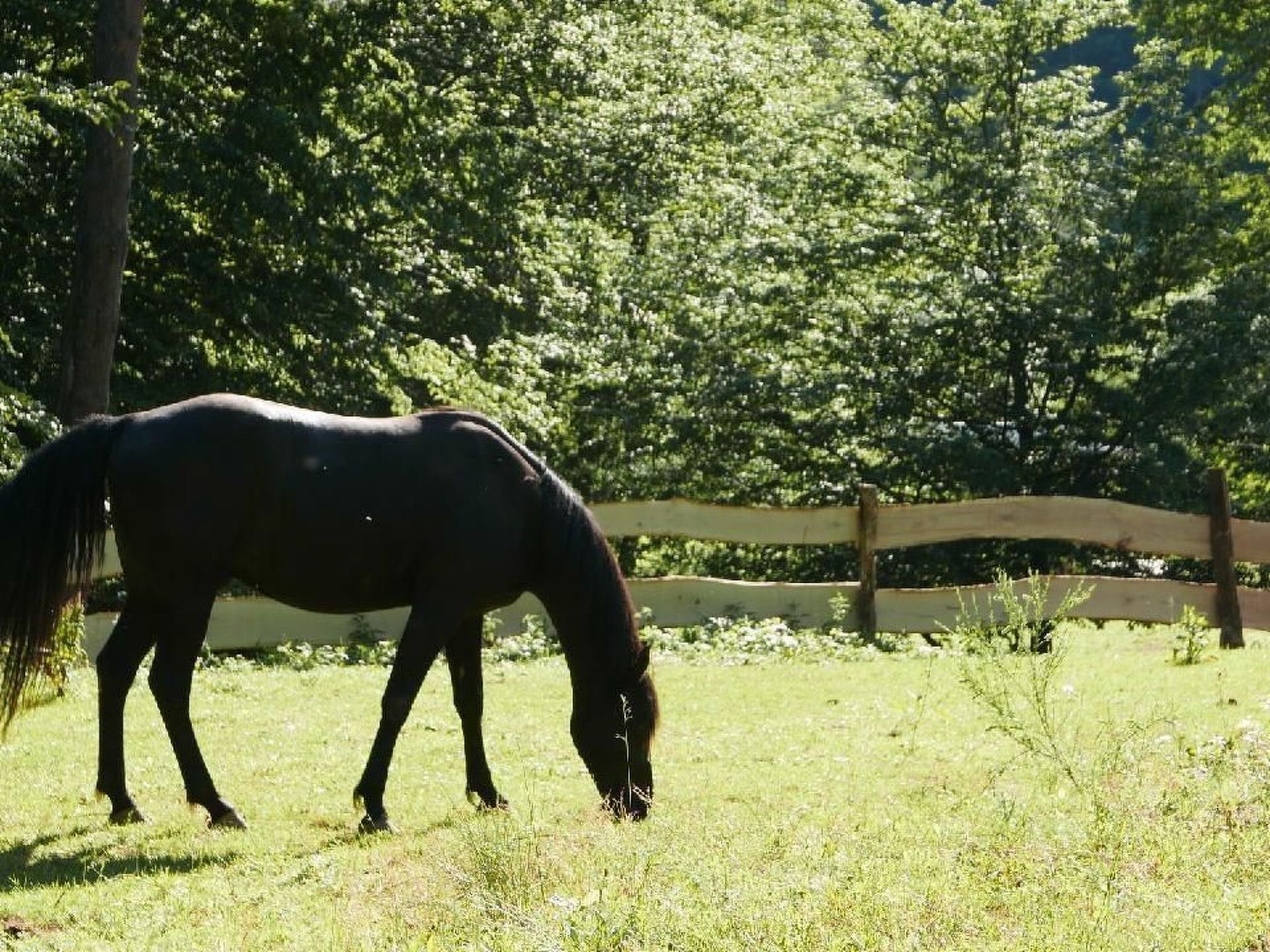 In Walscheid mit Terrasse, Grill-Binnen