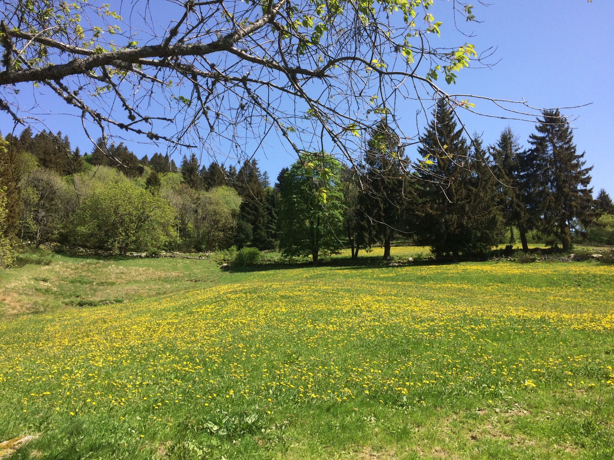 Domäne 'Leons Garage'