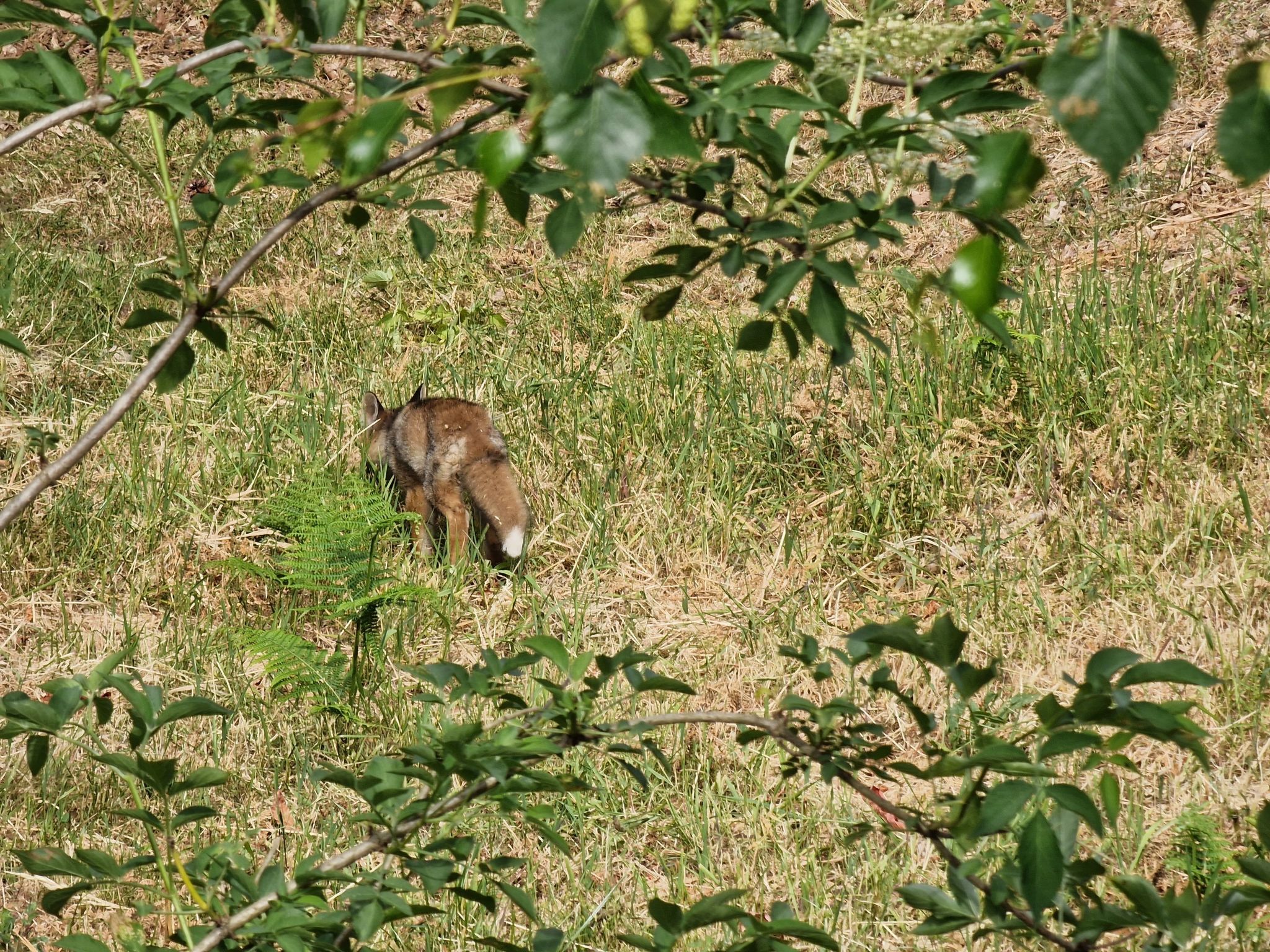 Le Chalet Sous Les Sapins, mit Swimmingpool, Sauna-Binnen