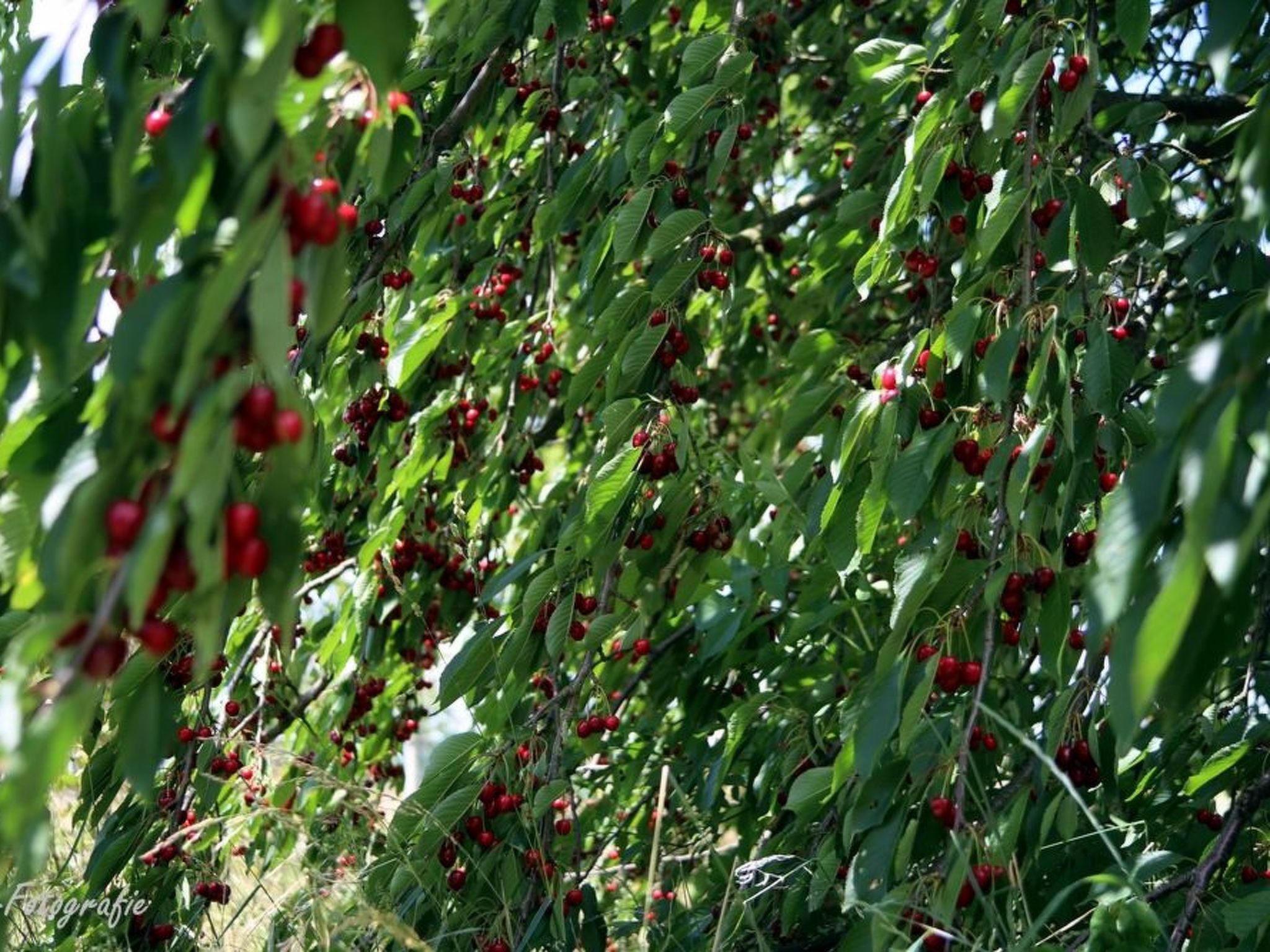 Gemütliches Appartement in Betschdorf-Binnen