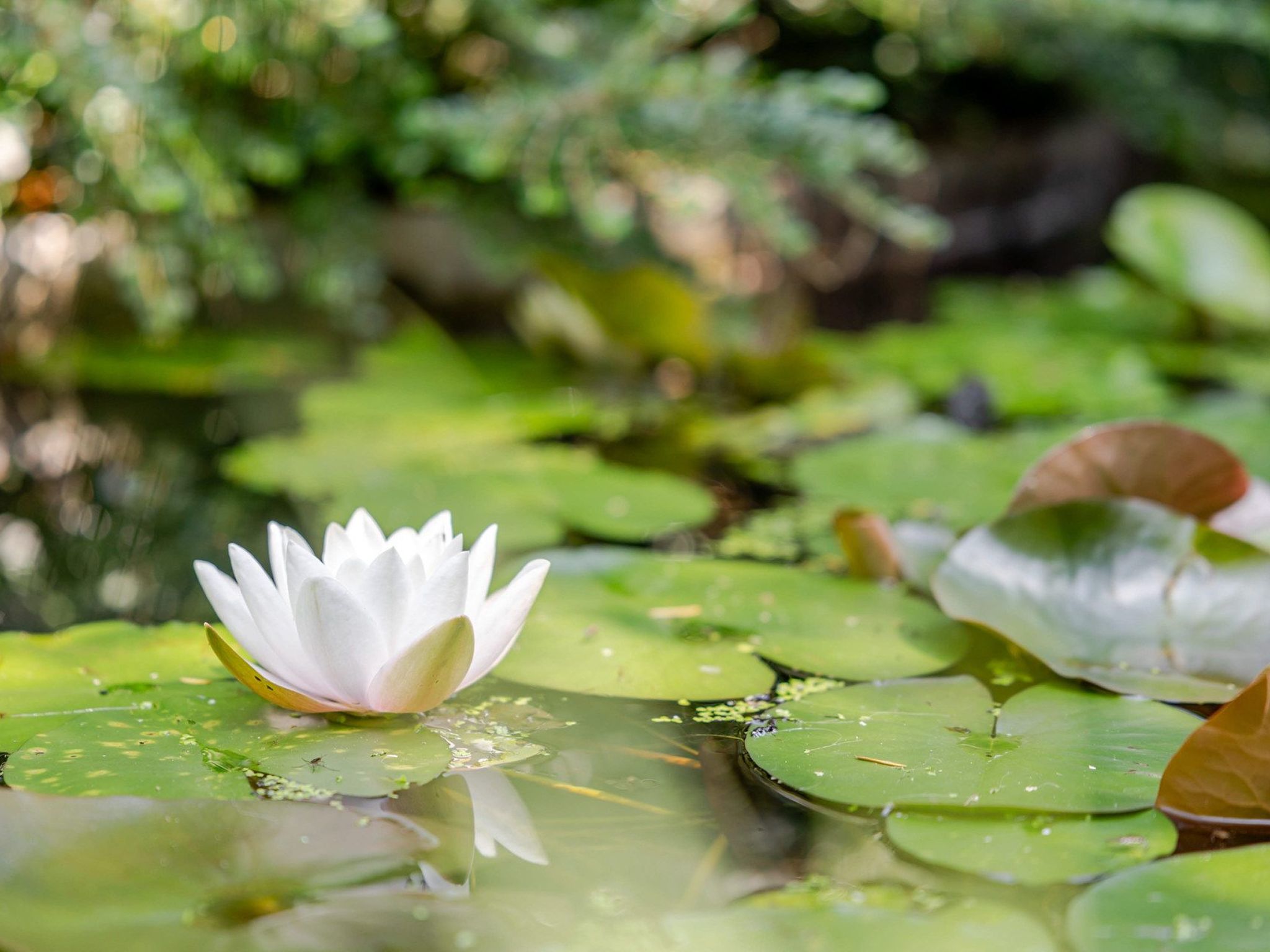 Photo of Loge aux Loups, Innenpool, Sauna, nahe am See