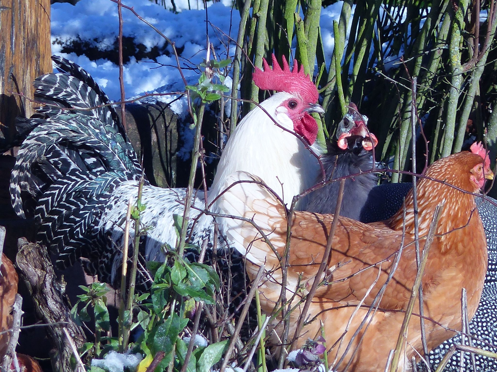 Domäne mit Terrasse, Grill und Garten
