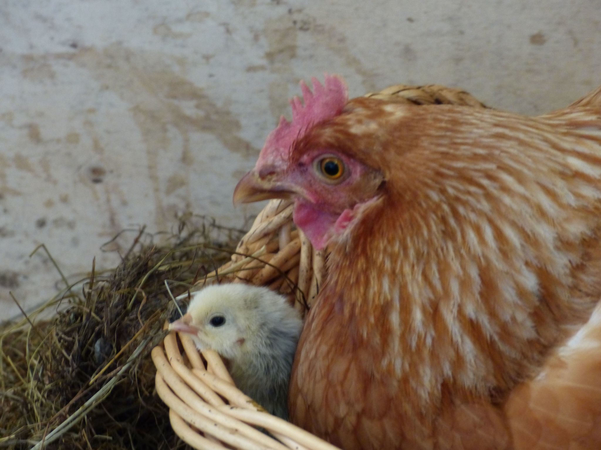 Domäne mit Terrasse, Grill und Garten-Image-tags.info