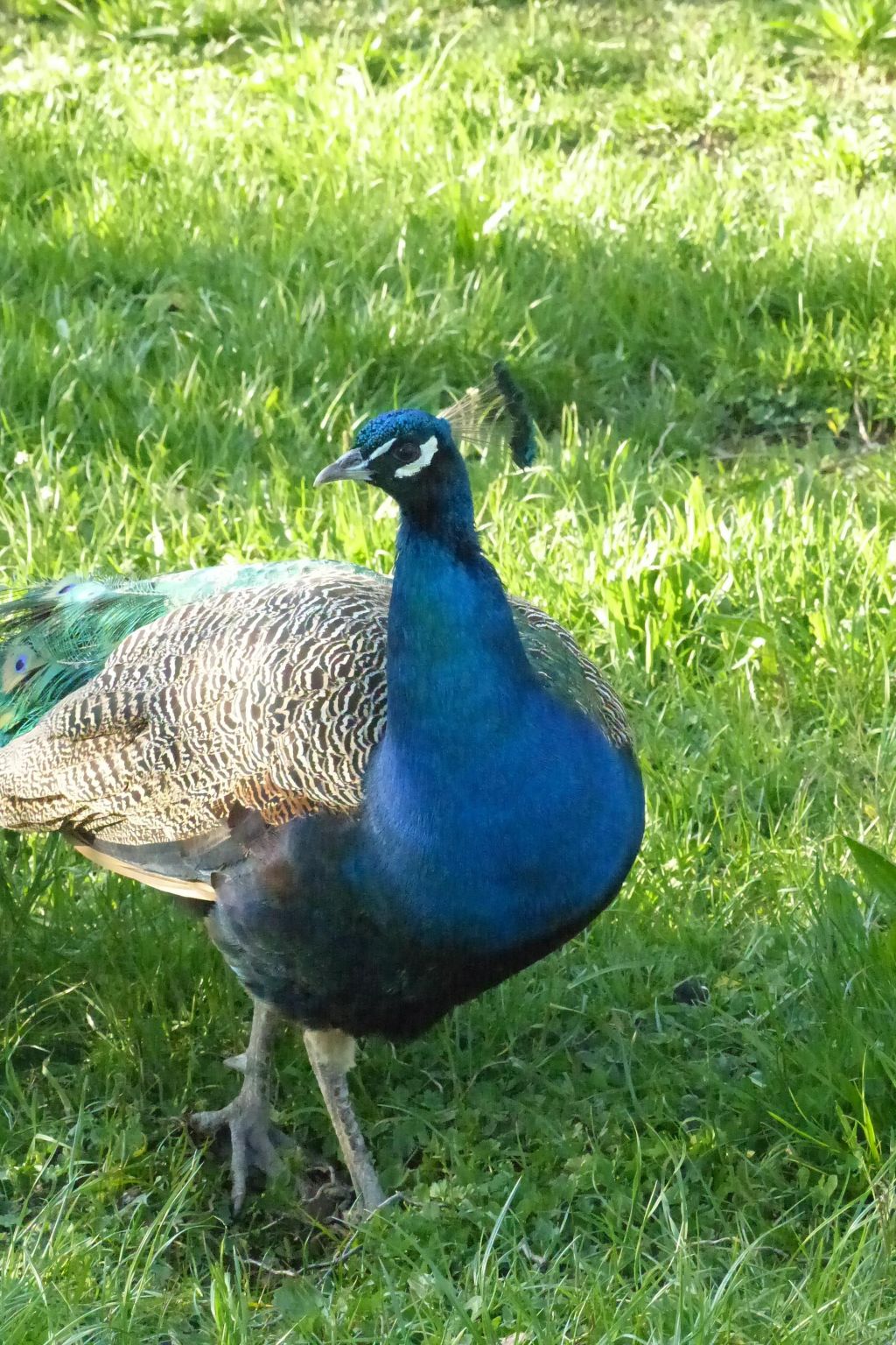 Domäne mit Terrasse, Grill und Garten