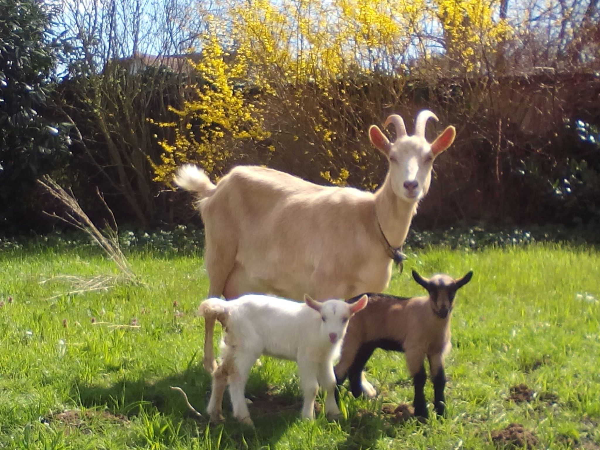 Domäne mit Terrasse, Grill und Garten