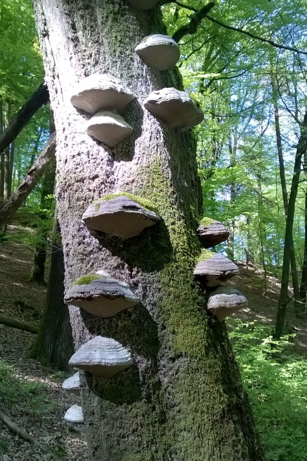 Wohnung du Coucou in Lichtenberg-Binnen