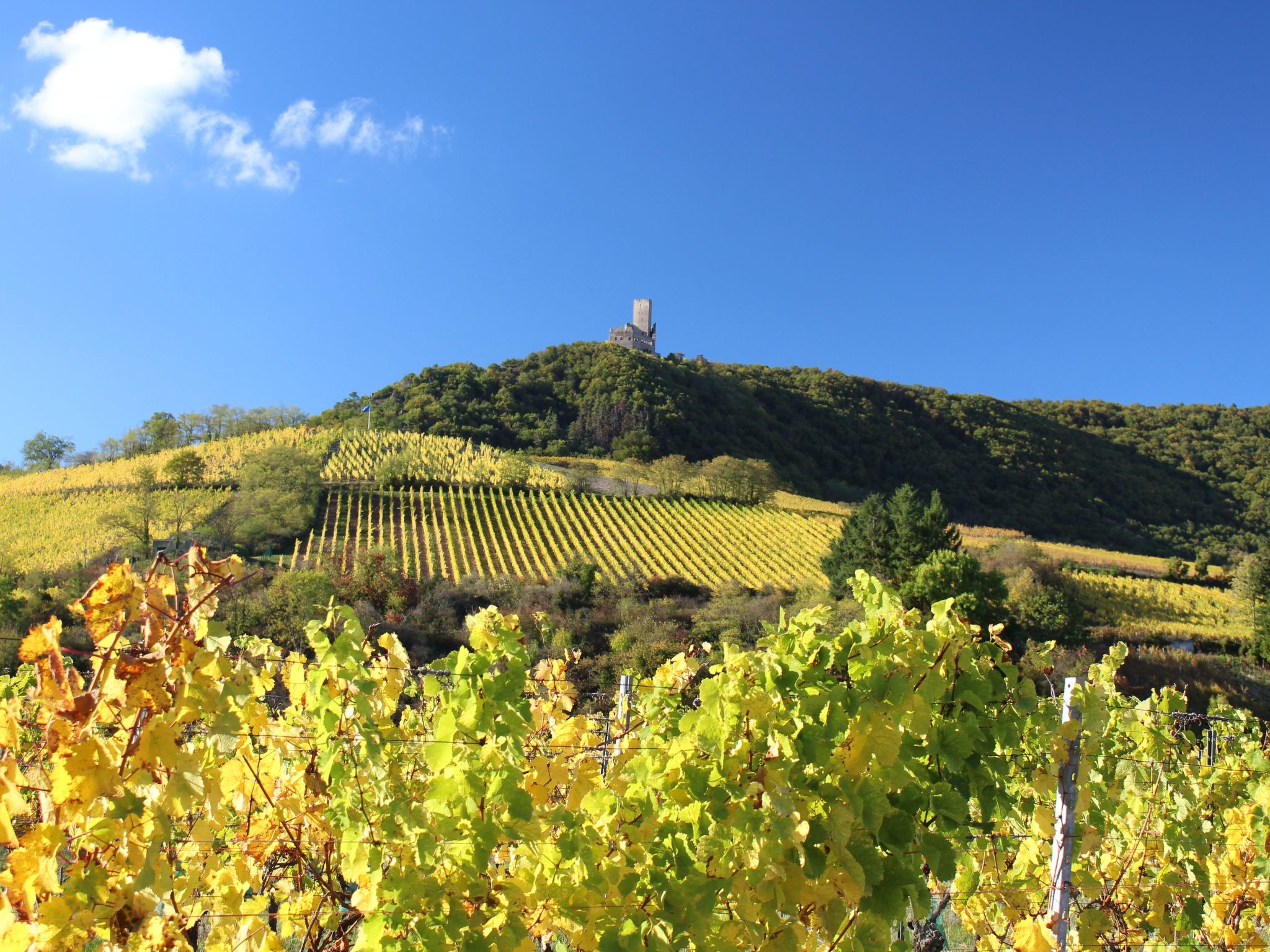 Ruhiges Ferienhaus mit Garten an der Weinstraße-Image-tags.info