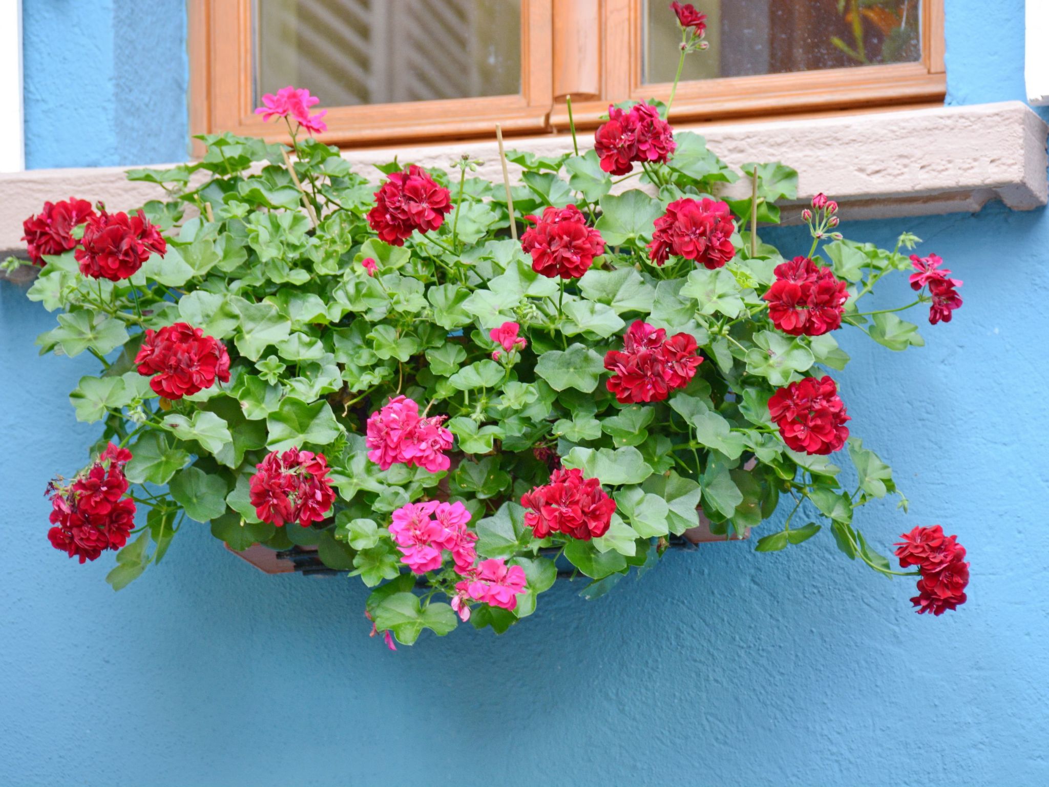 La Maison Bleue im Zentrum des Elsass in Bergheim-Binnen