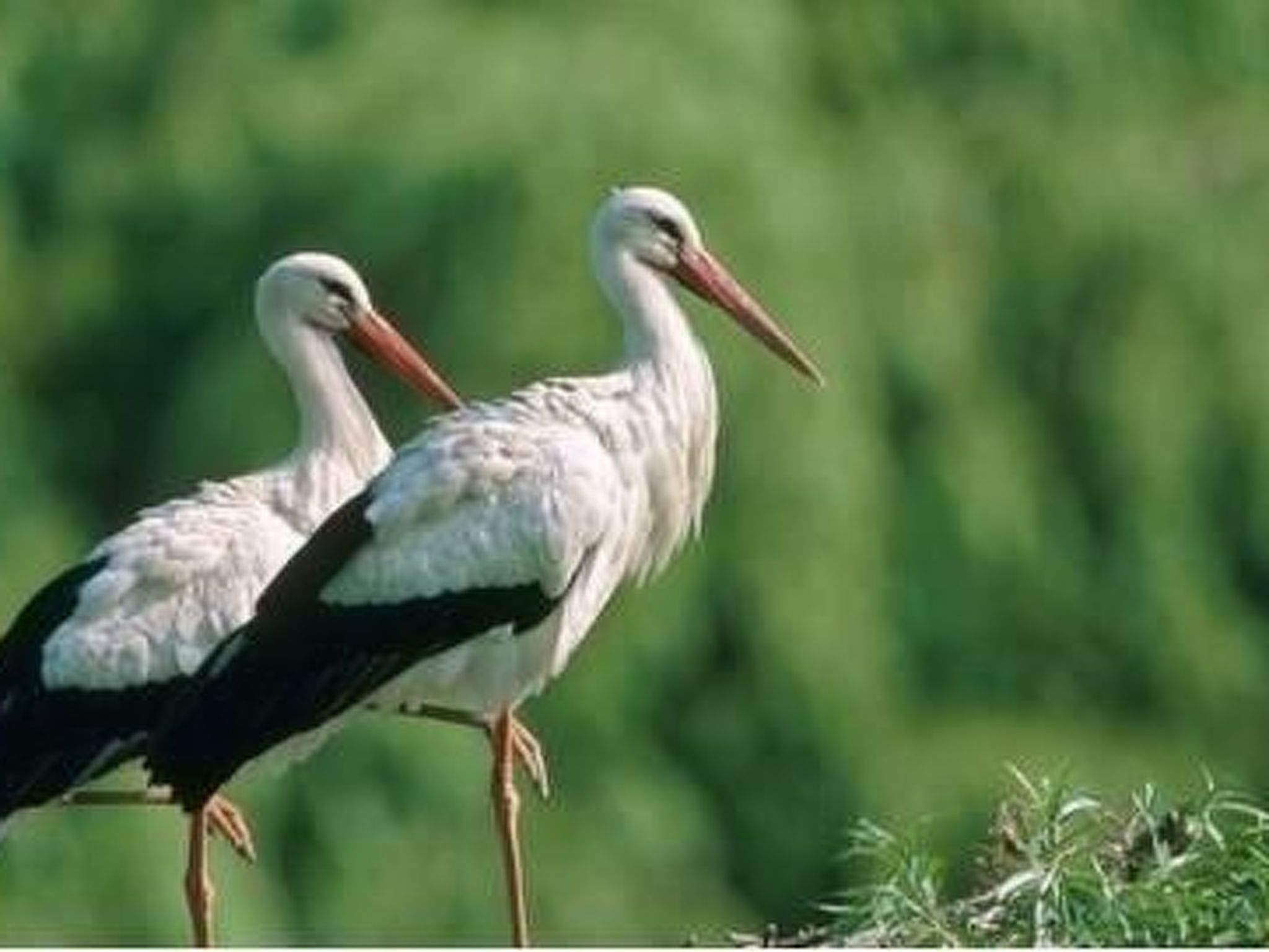 La Maison Bleue im Zentrum des Elsass in Bergheim-Binnen
